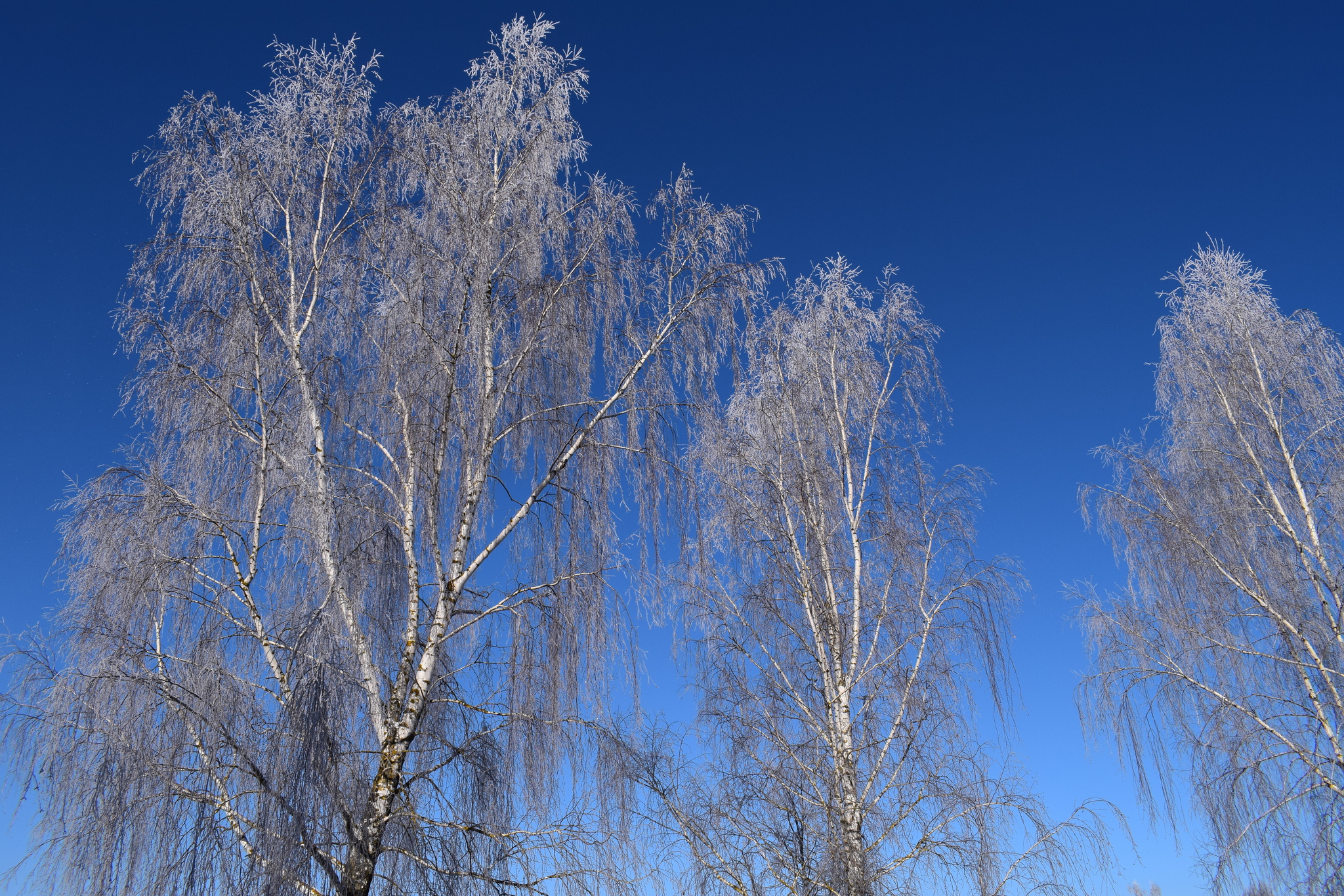 A little coolness in the feed) - My, Birch, freezing, Cold, Weather, Sky, The photo