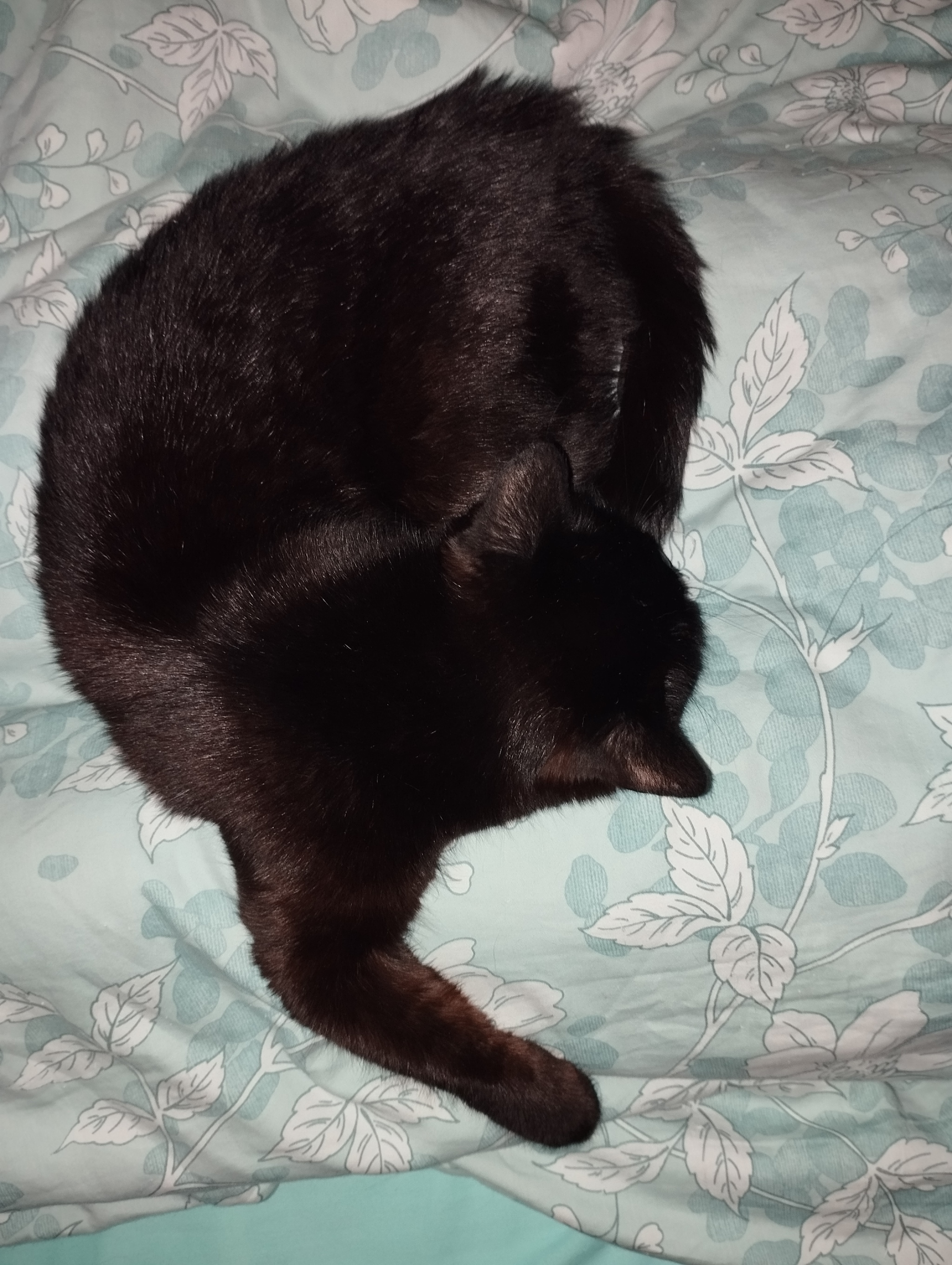 Creative sleeping positions - My, cat, Pet the cat, Humor, Black humor, Pets, Black cat, The photo