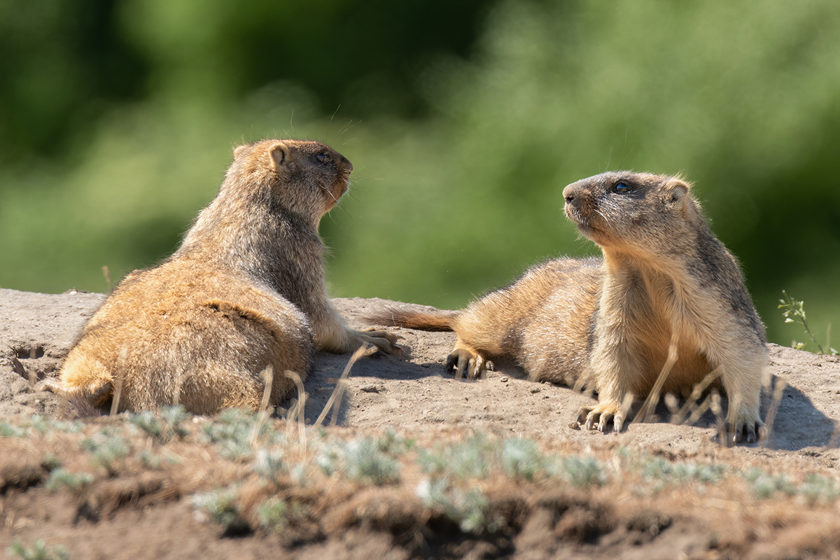 And we have a siesta - My, Marmot, Wild animals, Photo hunting, Steppe, Rostov region, The photo