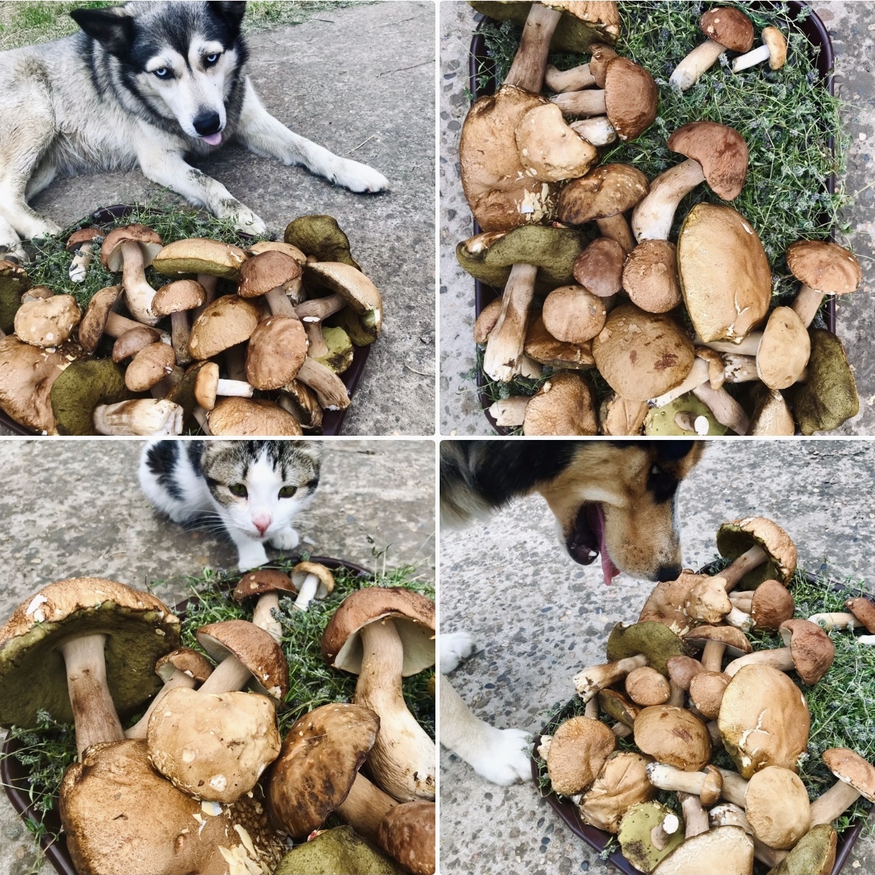 Mushrooms and mushroom pickers - My, Mushrooms, Porcini, Краснодарский Край, Plants, Forest, Nature, Food, Mushroom pickers, Beautiful view, Joy, Catch, Person, Dog, Husky, Meditation, Village, Rural life, Happiness, The photo