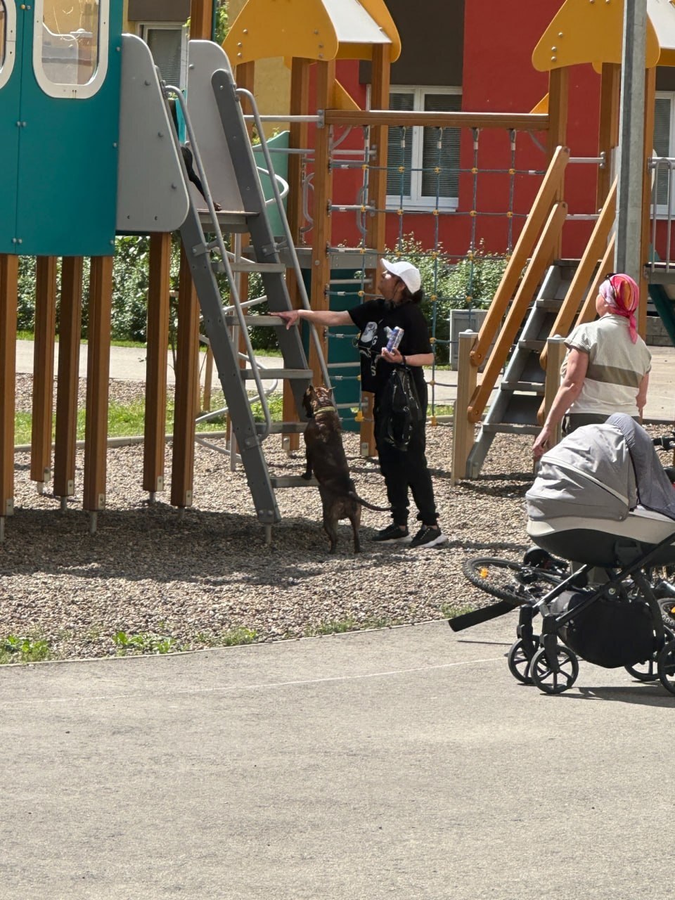 В Нижнем Новгороде местная жительница держит в страхе микрорайон — она  выгуливает своих стаффордов без намордников на детской площадке | Пикабу