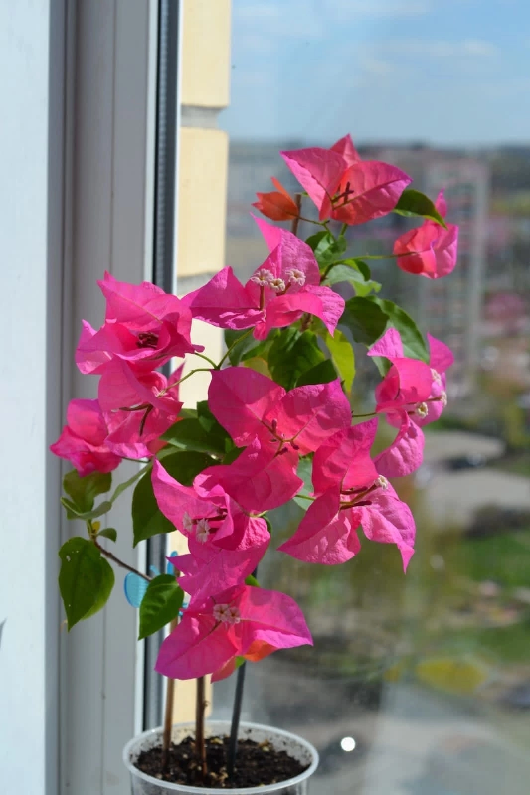 Bougainvillea at home - My, Houseplants, Plants, Hobby, Bougainvillea, Bloom, Flowers, Enthusiasm, Longpost