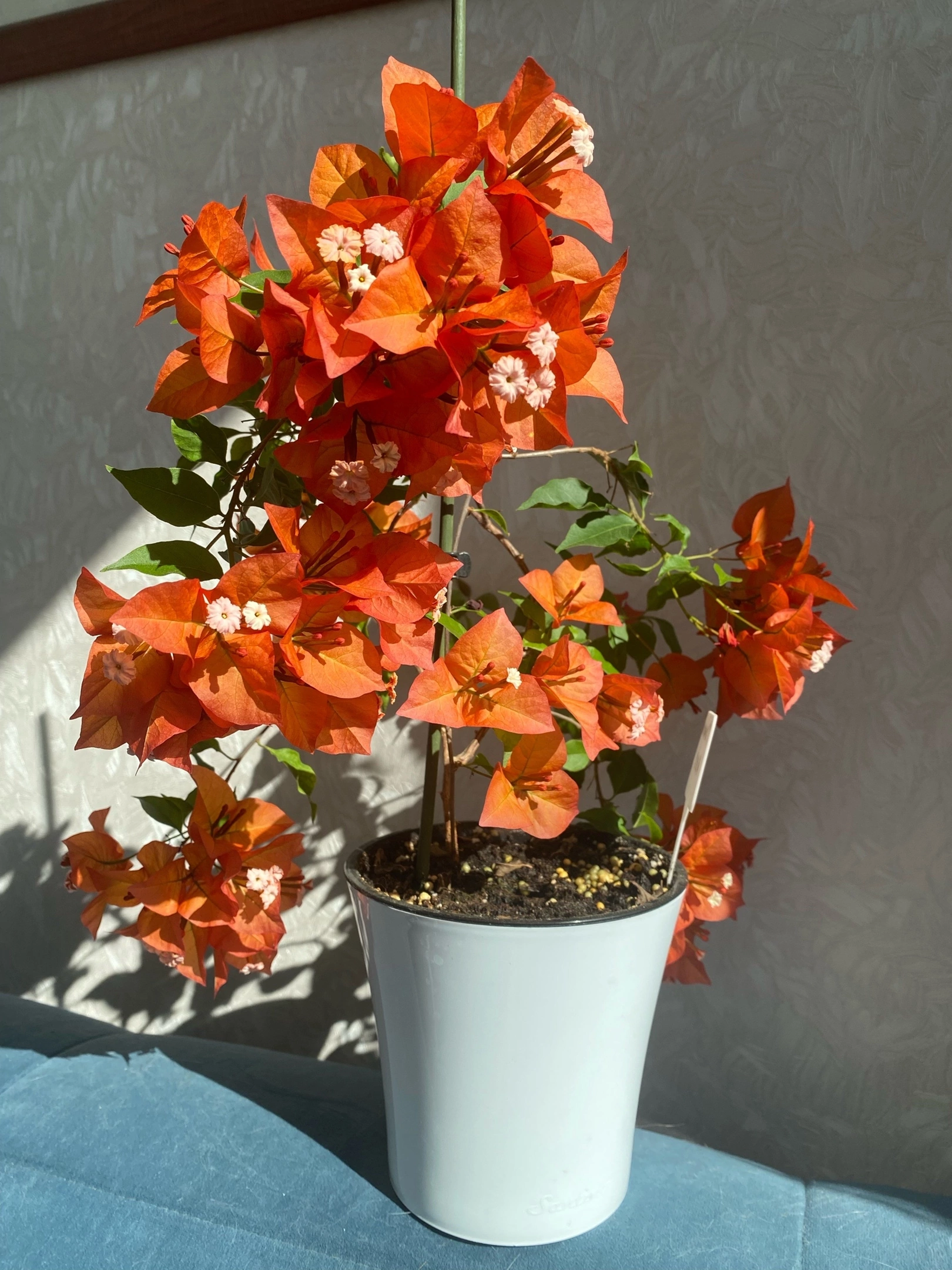 Bougainvillea at home - My, Houseplants, Plants, Hobby, Bougainvillea, Bloom, Flowers, Enthusiasm, Longpost