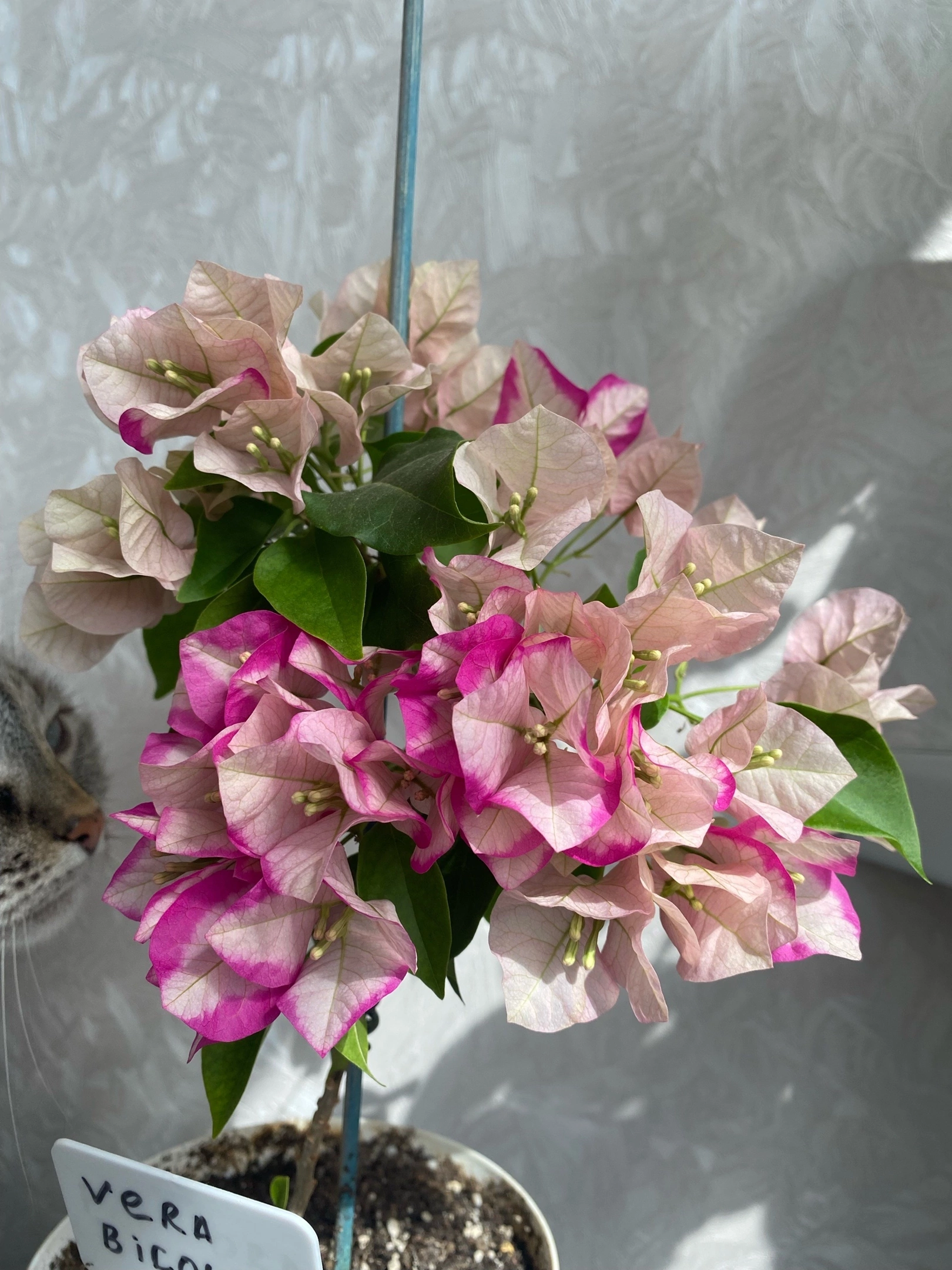 Bougainvillea at home - My, Houseplants, Plants, Hobby, Bougainvillea, Bloom, Flowers, Enthusiasm, Longpost