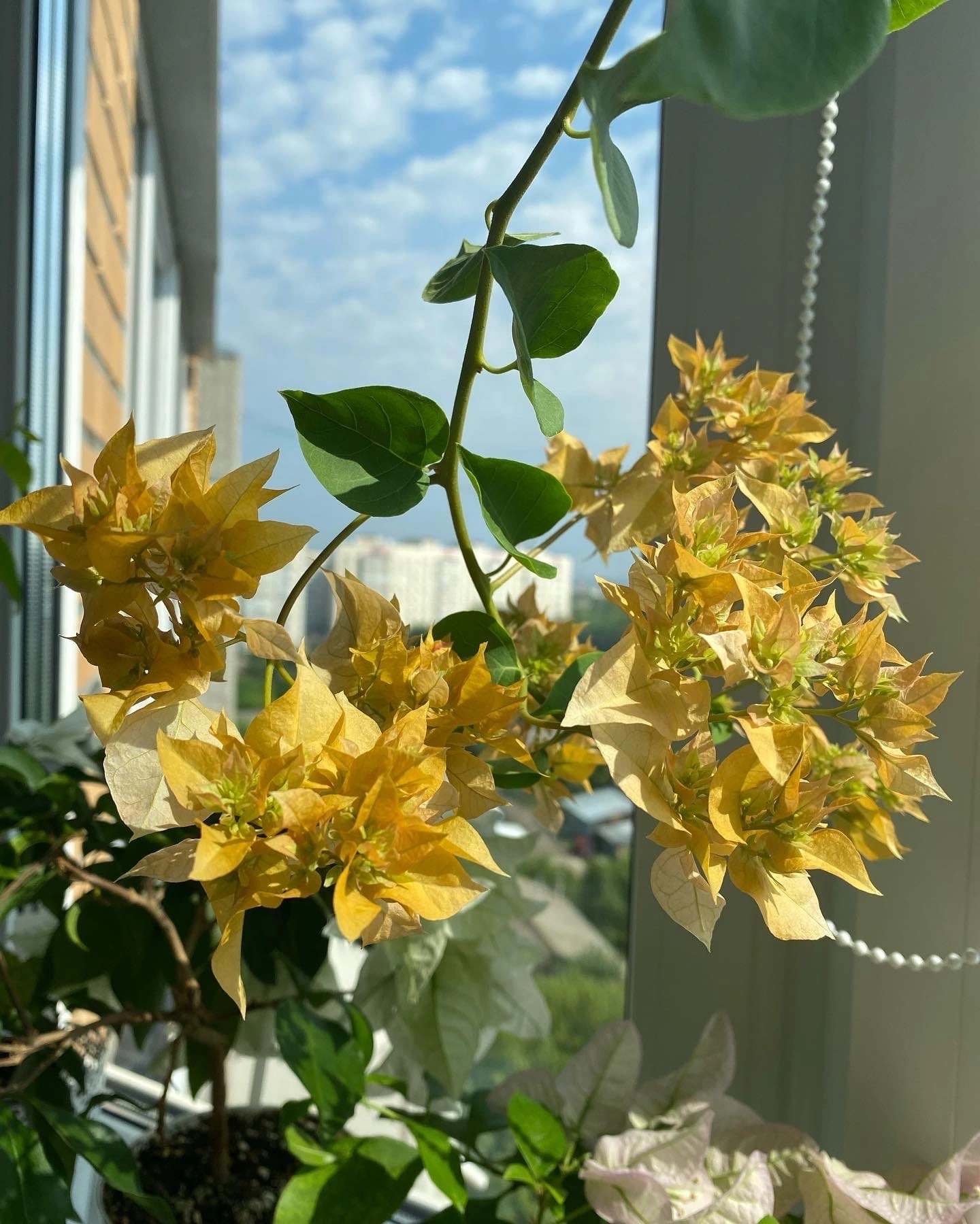 Bougainvillea at home - My, Houseplants, Plants, Hobby, Bougainvillea, Bloom, Flowers, Enthusiasm, Longpost