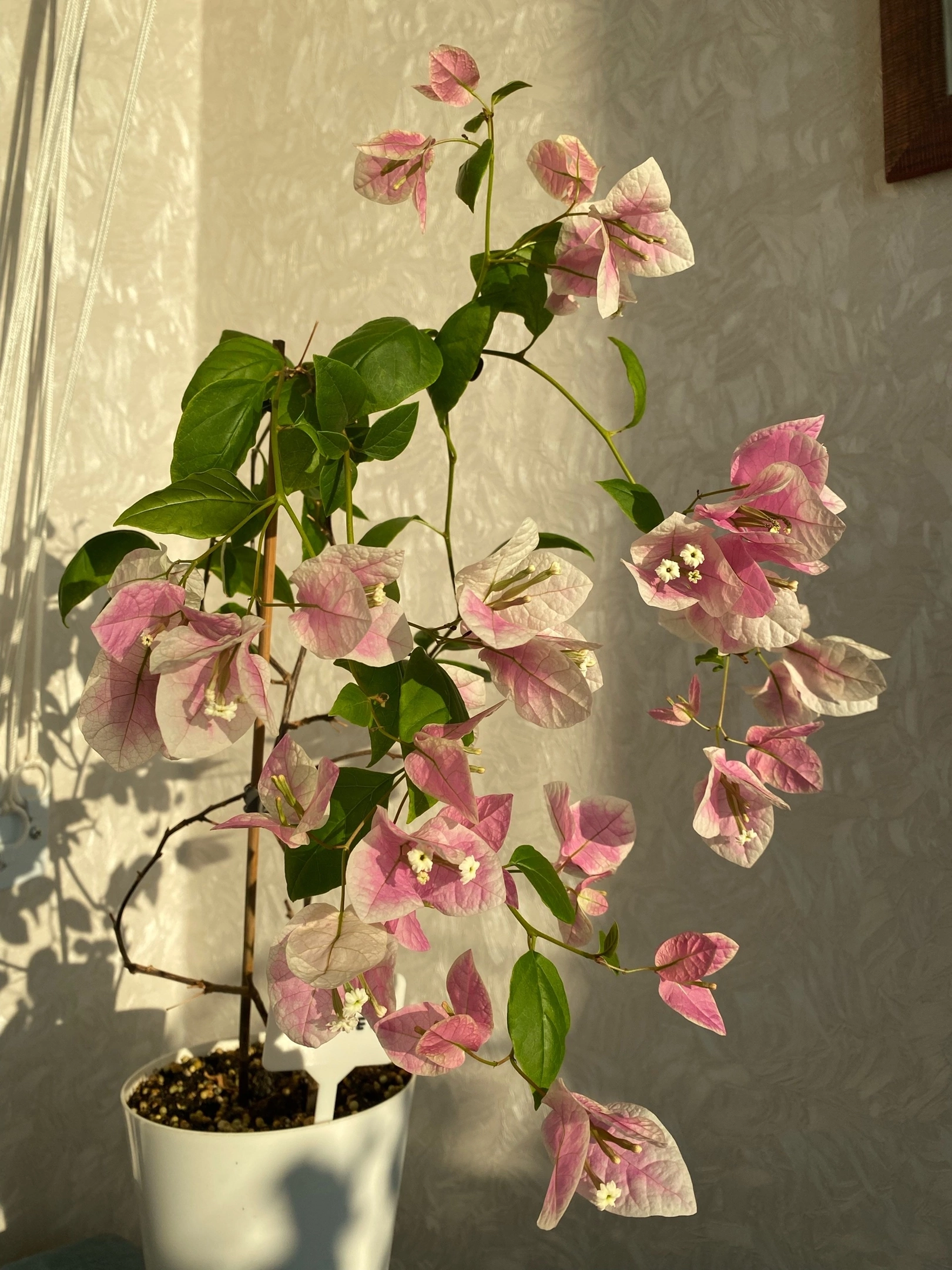 Bougainvillea at home - My, Houseplants, Plants, Hobby, Bougainvillea, Bloom, Flowers, Enthusiasm, Longpost