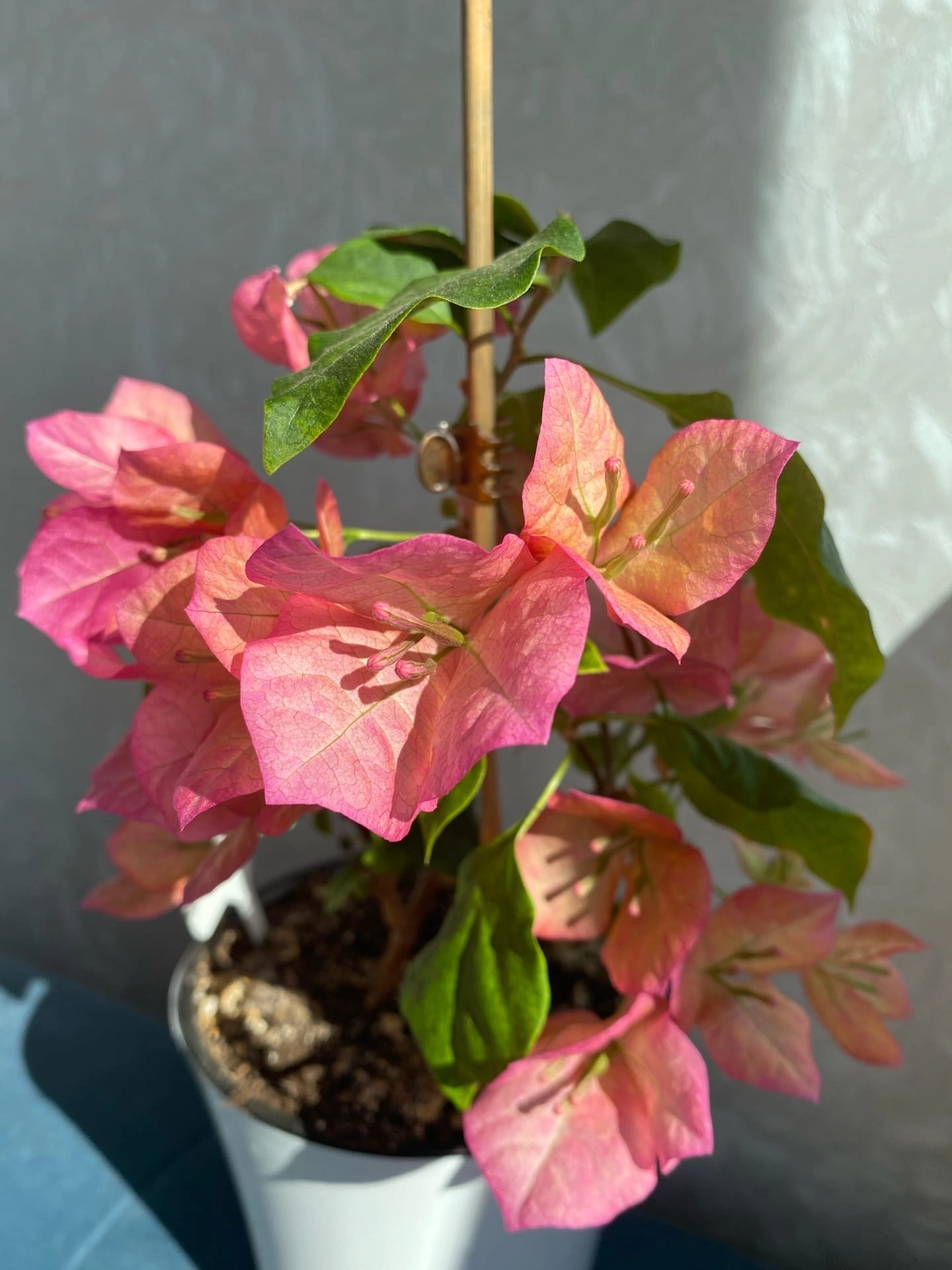 Bougainvillea at home - My, Houseplants, Plants, Hobby, Bougainvillea, Bloom, Flowers, Enthusiasm, Longpost