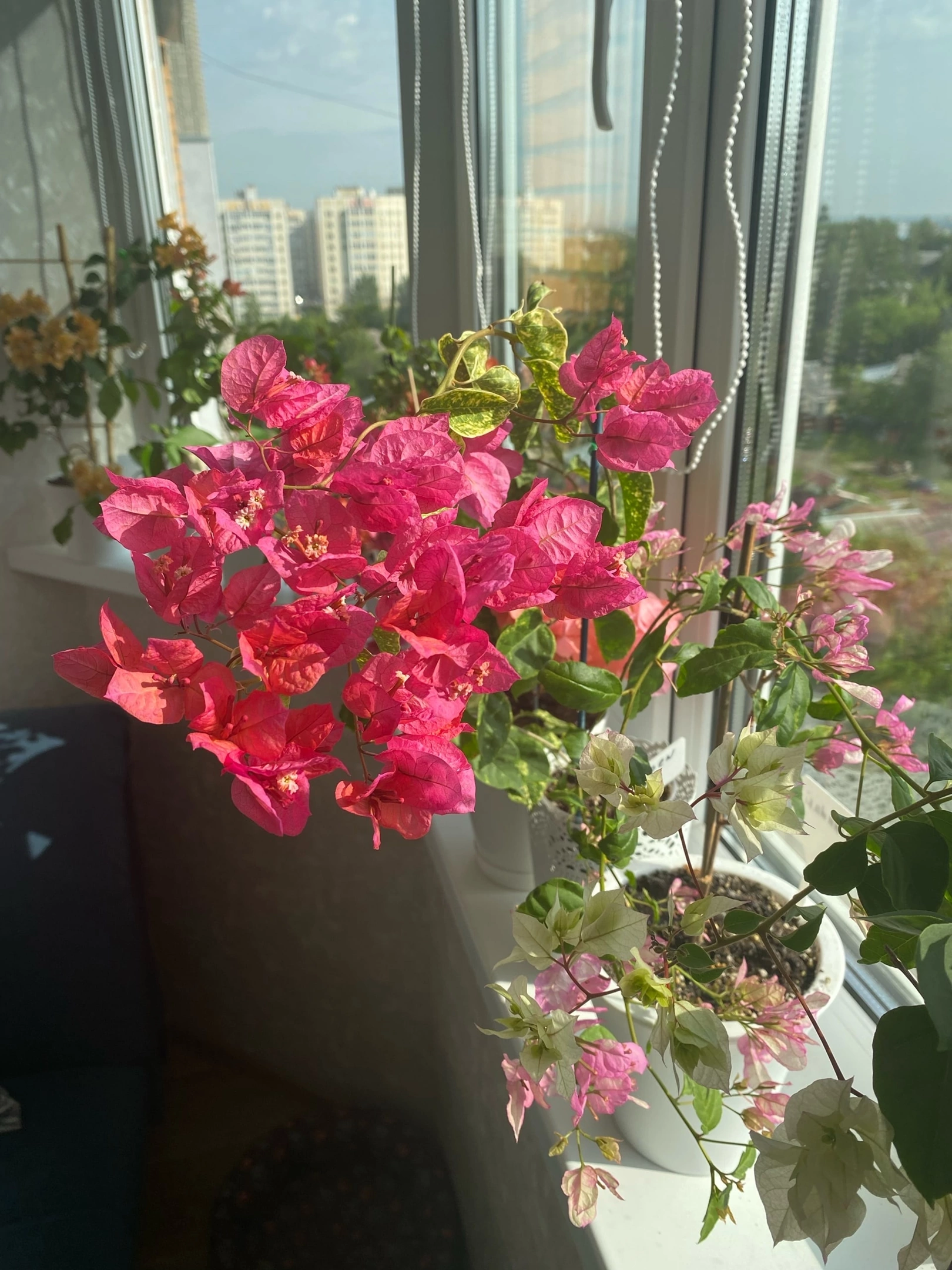 Bougainvillea at home - My, Houseplants, Plants, Hobby, Bougainvillea, Bloom, Flowers, Enthusiasm, Longpost