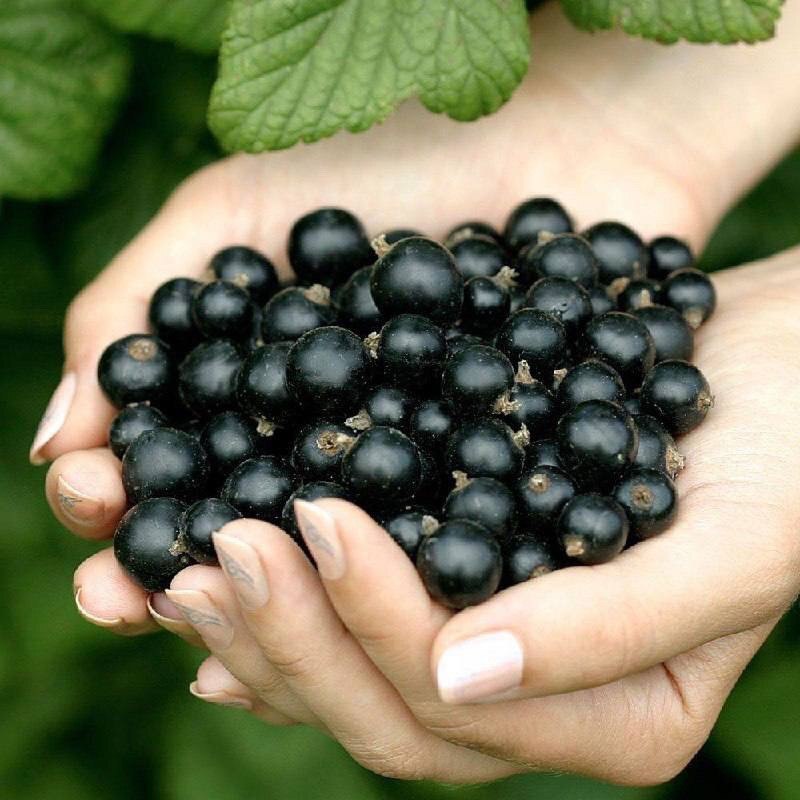 Simple ways to increase currant yields - My, Garden, Currant, Blackcurrant, Garden, Gardening, Dacha, Harvest, Village, Village, Bushes