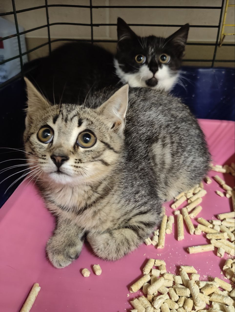 Plus two new kittens in the clinic (I had to put them there, since I simply don’t have room anymore) - My, cat, Animal Rescue, Kittens, Tosno, Video, Vertical video, Longpost