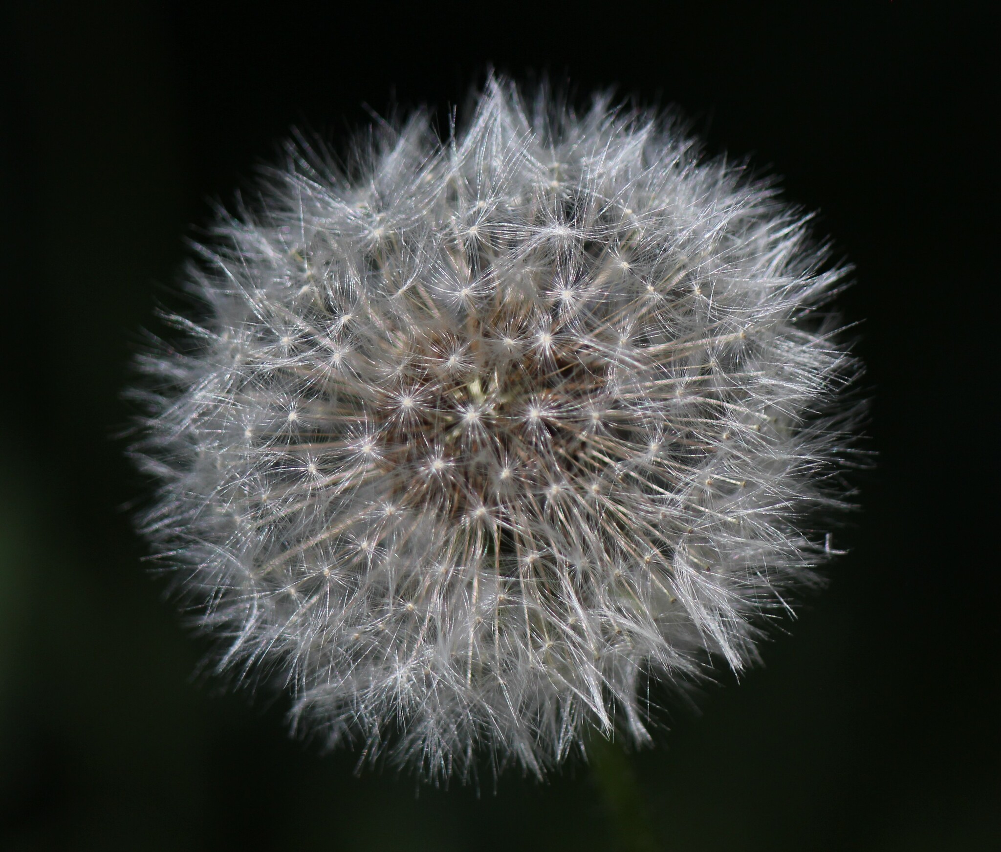 Chukchi is not a photographer, but he loves to take pictures - My, The photo, Dandelion, Lilac, Amateur photography, Macro photography, Flowers, Longpost