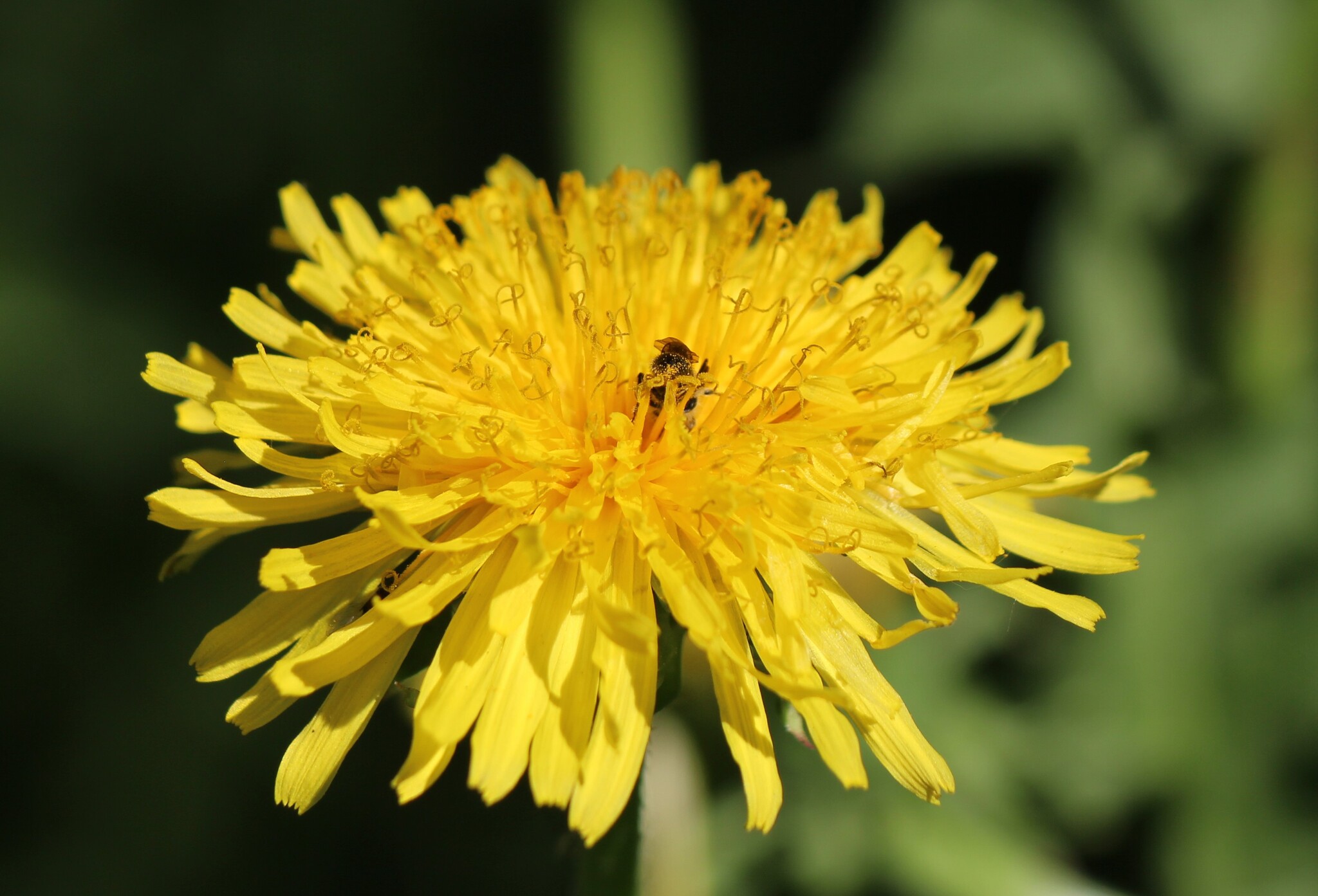 Chukchi is not a photographer, but he loves to take pictures - My, The photo, Dandelion, Lilac, Amateur photography, Macro photography, Flowers, Longpost