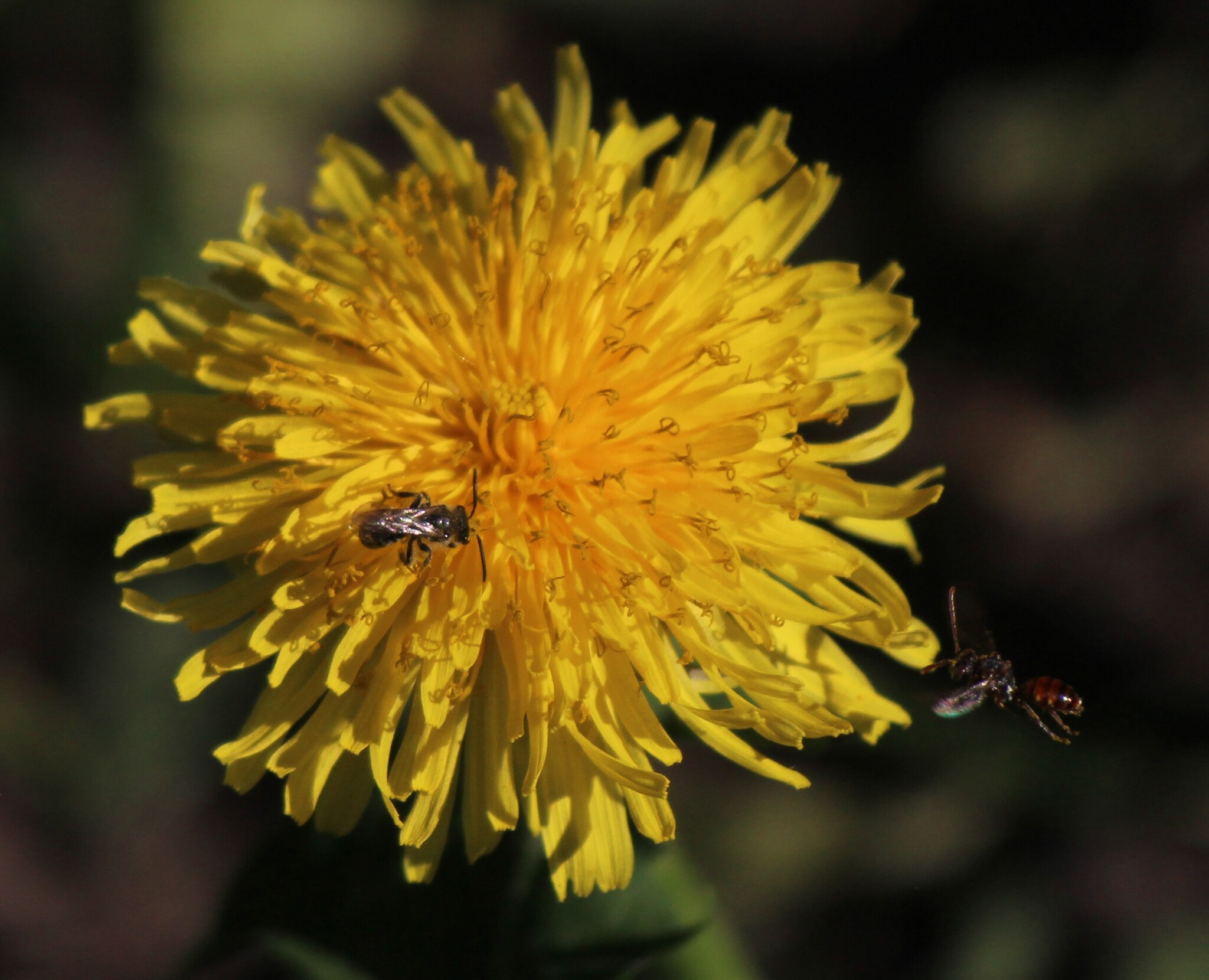 Chukchi is not a photographer, but he loves to take pictures - My, The photo, Dandelion, Lilac, Amateur photography, Macro photography, Flowers, Longpost