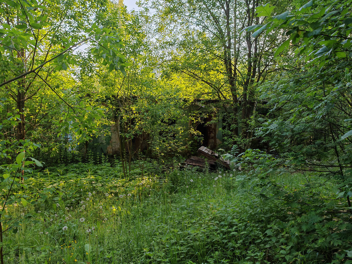 Searching in a strange place I discovered in the forest. I didn’t take anything from there just in case - My, Find, Abandoned, Search, Longpost