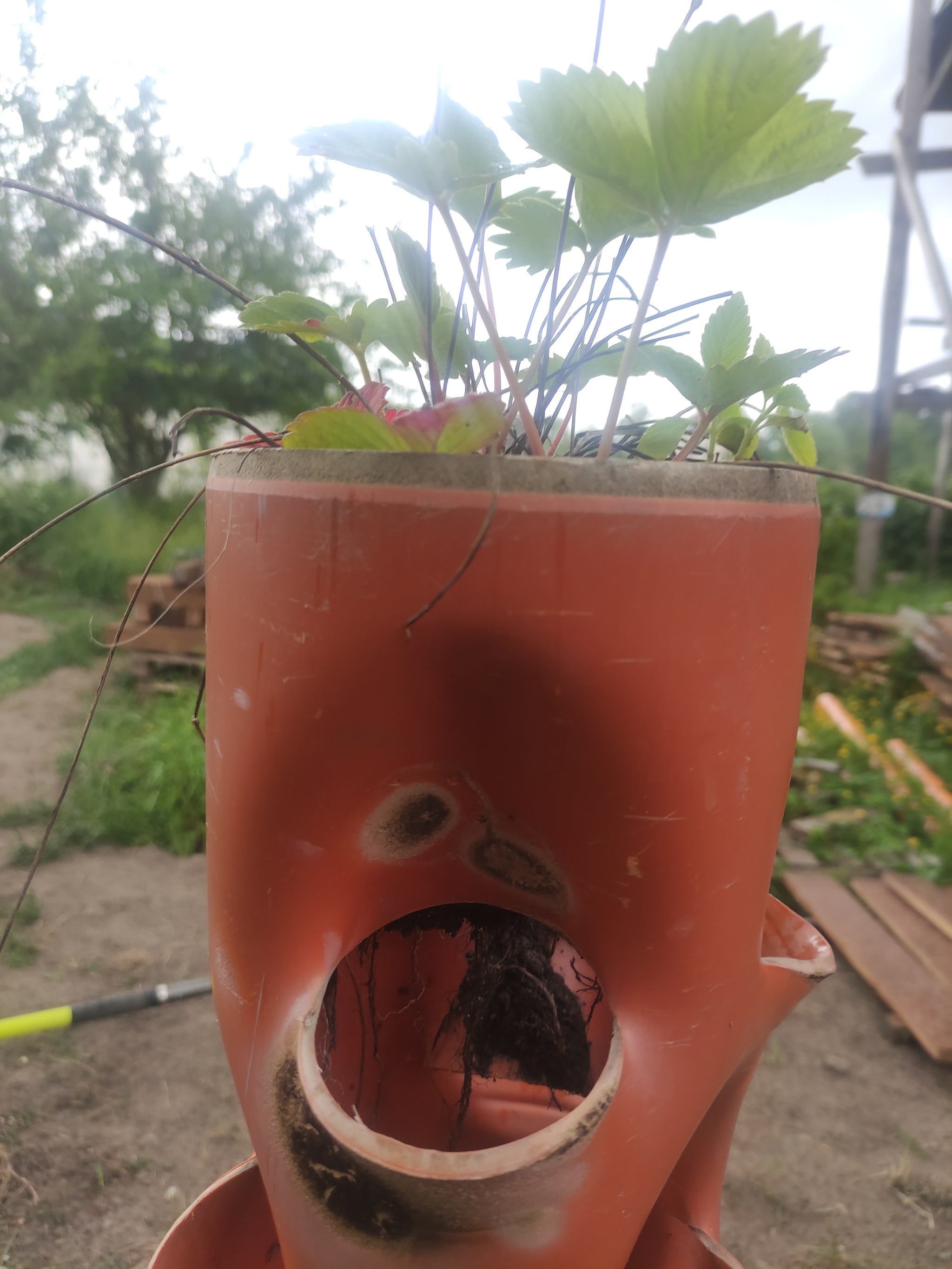 Vertical beds. From my own experience - My, Garden, Vegetable garden on the windowsill, Garden beds, Building, Land plot, Beautification, Homemade, With your own hands, Longpost