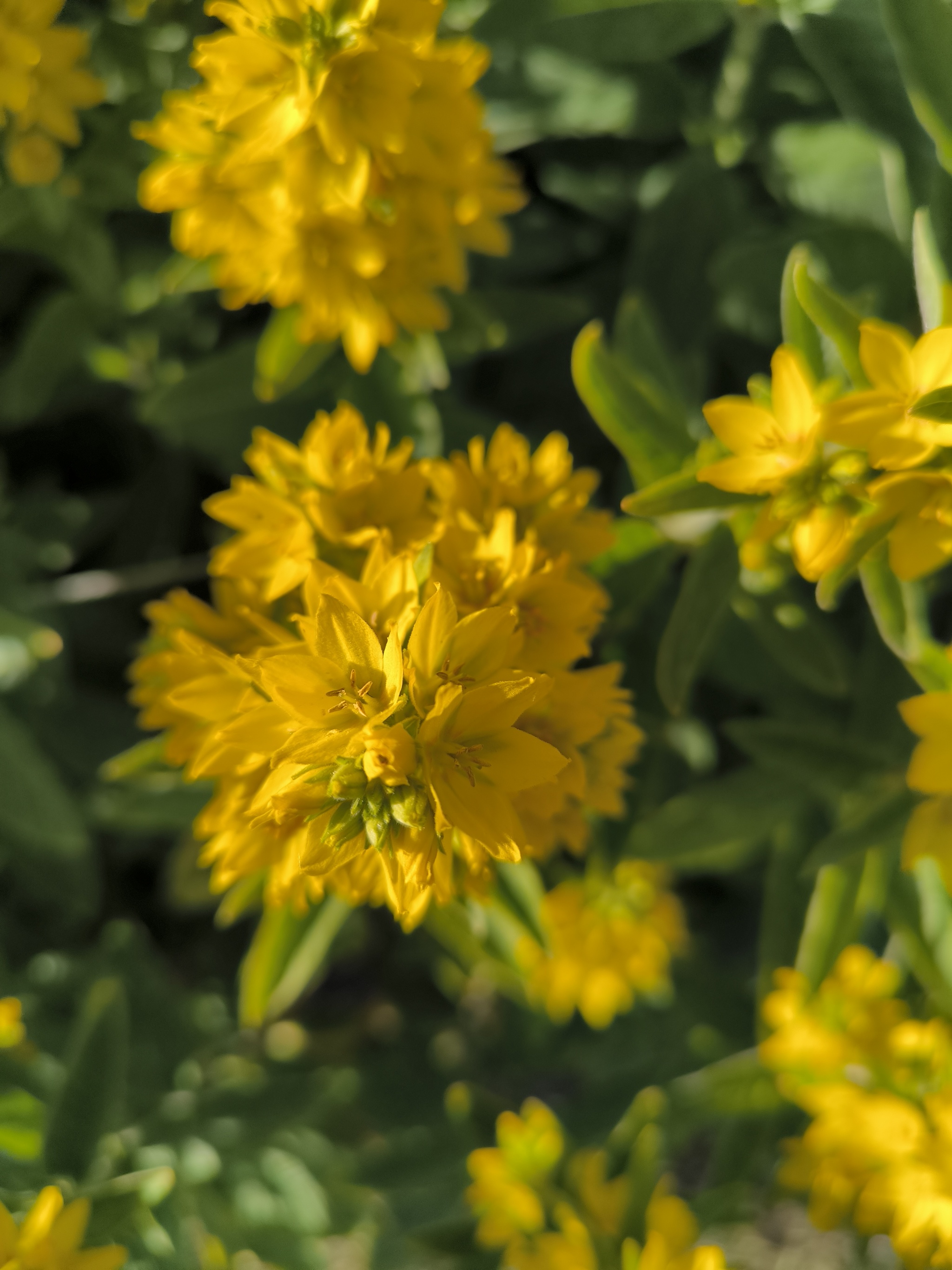 A sunny palette in every flower - My, Flowers, Beginning photographer, Bloom, Dacha, Gardening, Longpost, The photo