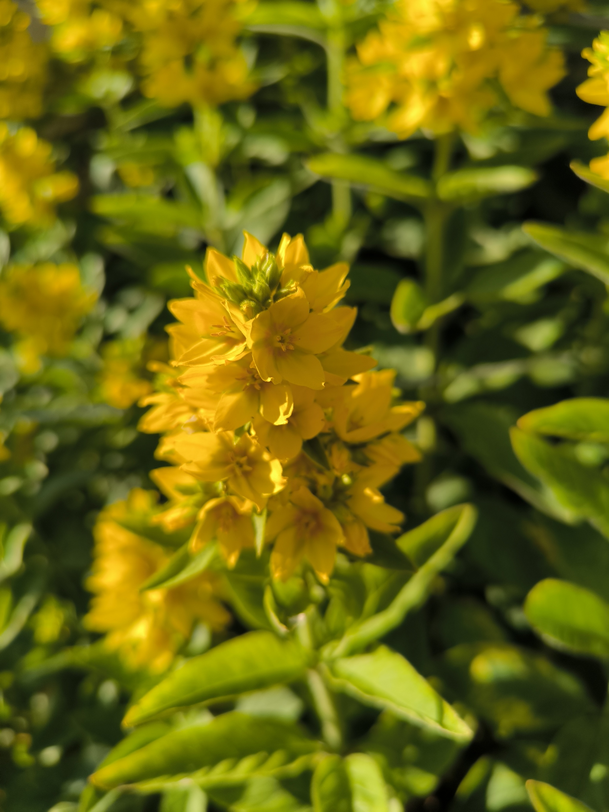 A sunny palette in every flower - My, Flowers, Beginning photographer, Bloom, Dacha, Gardening, Longpost, The photo