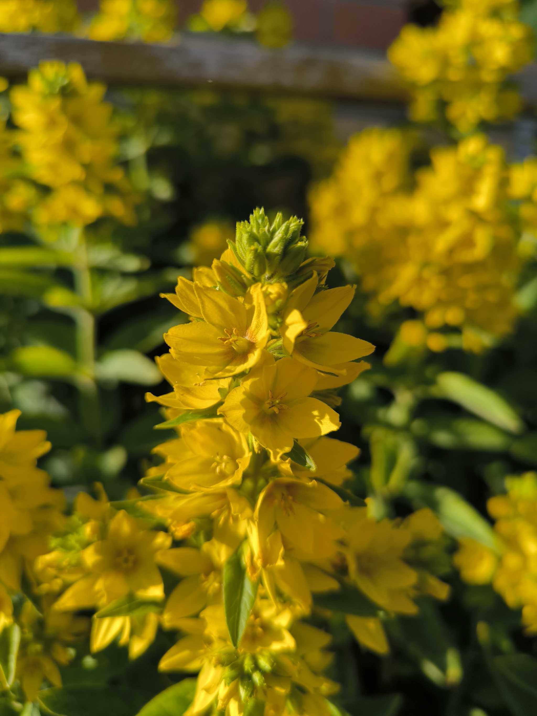 A sunny palette in every flower - My, Flowers, Beginning photographer, Bloom, Dacha, Gardening, Longpost, The photo