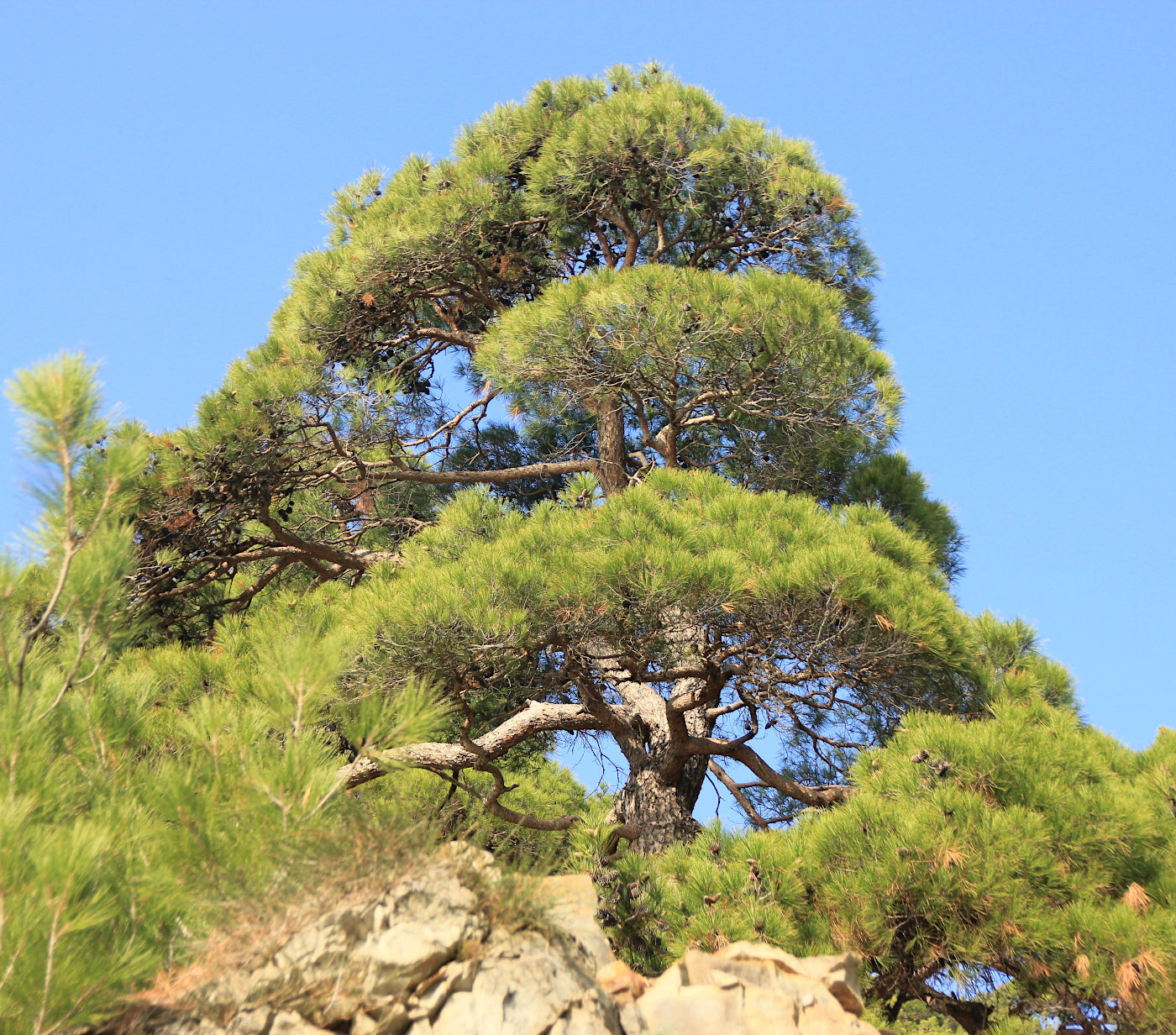 Pitsunda pine (Pinus pityusa) - Nature, Краснодарский Край, The photo, Gelendzhik