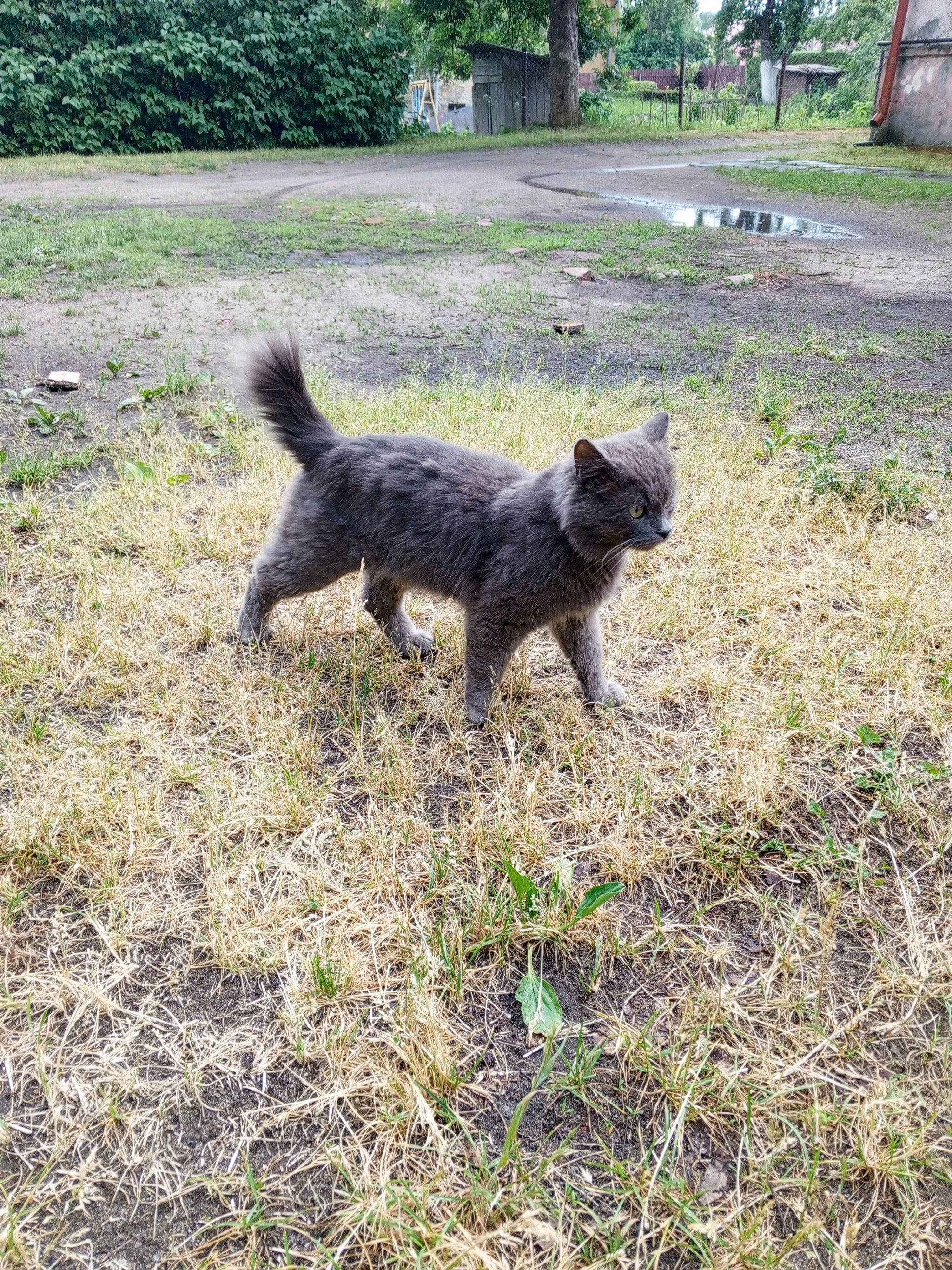 A cat from Kaliningrad is looking for a home - My, cat, Homeless animals, In good hands, Overexposure, Pets, Shelter, Fluffy, Cat lovers, Lost, Question, Ask Peekaboo, Longpost