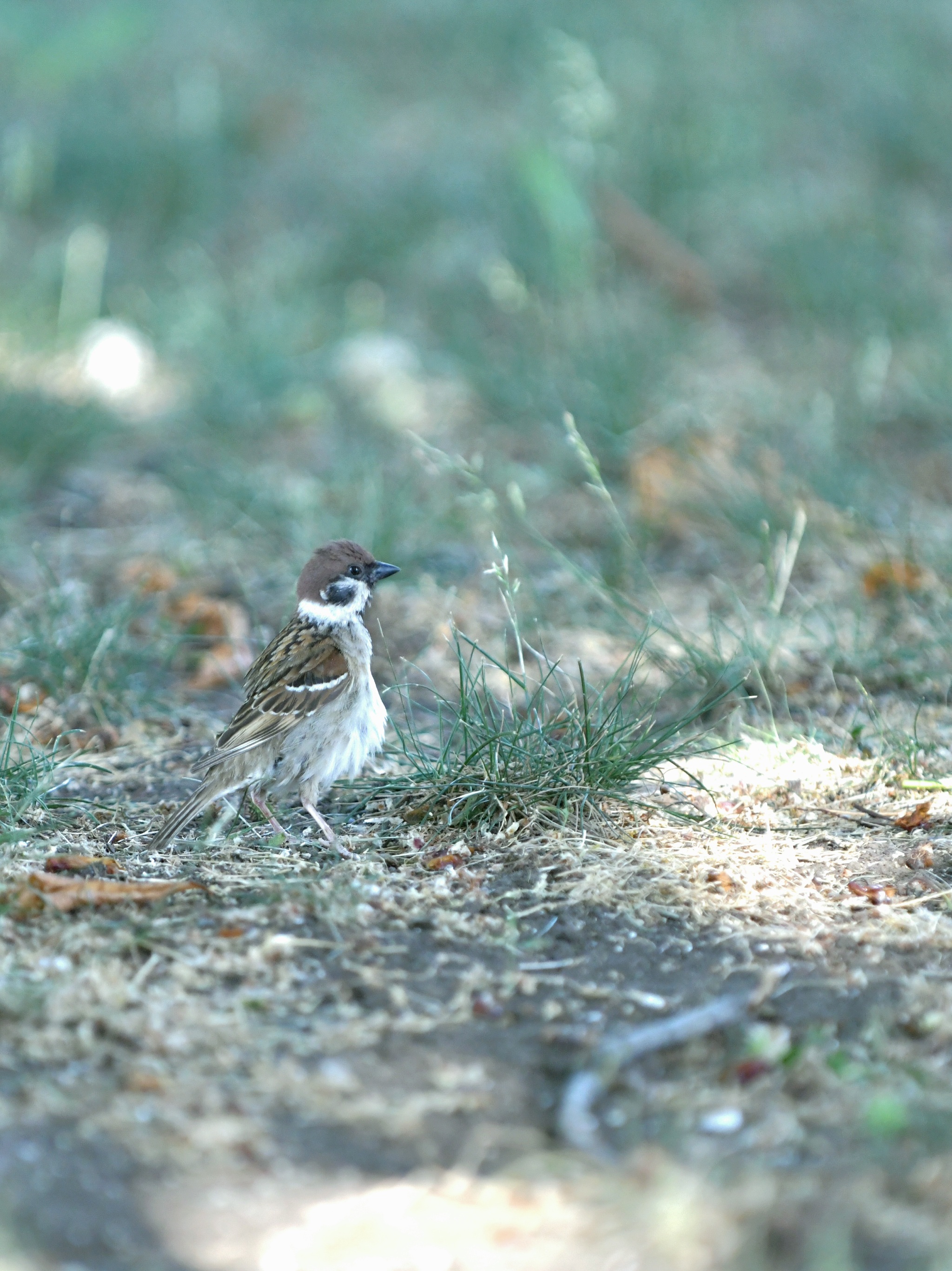 No personal life. Continuation - My, The photo, Birds, Nikon d850