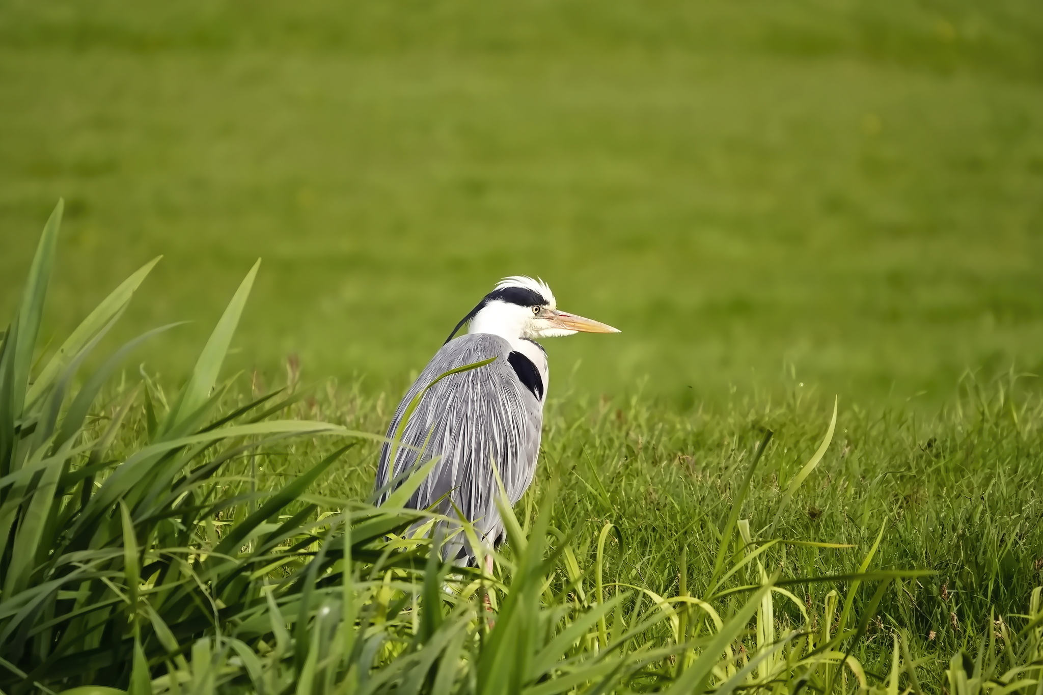 Pensive Heron - My, The photo, Netherlands (Holland), Nature, Birds, Heron