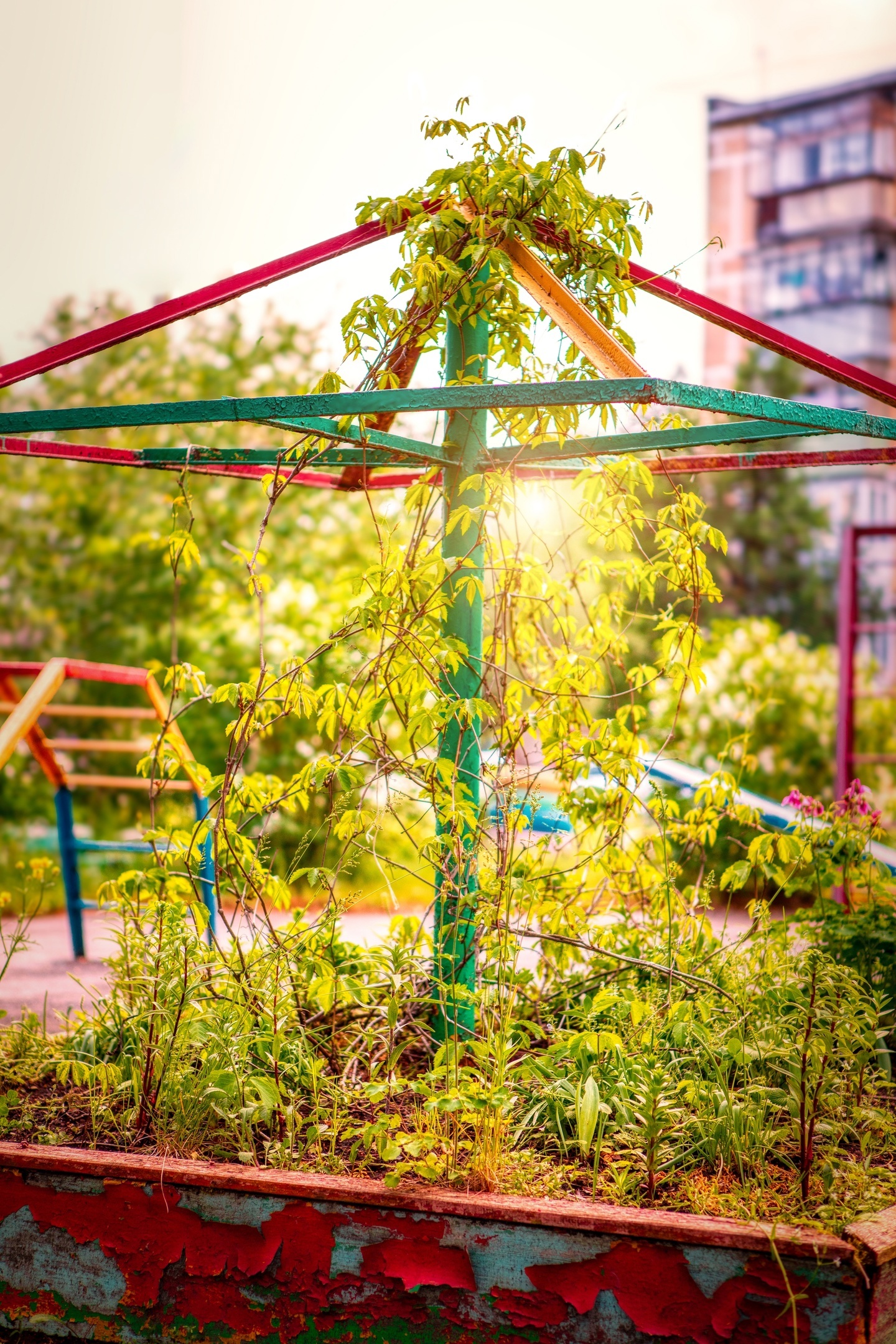 Jungle in an old sandbox - My, Sandbox, Greenery, Summer, The sun, Canon, Playground, The photo