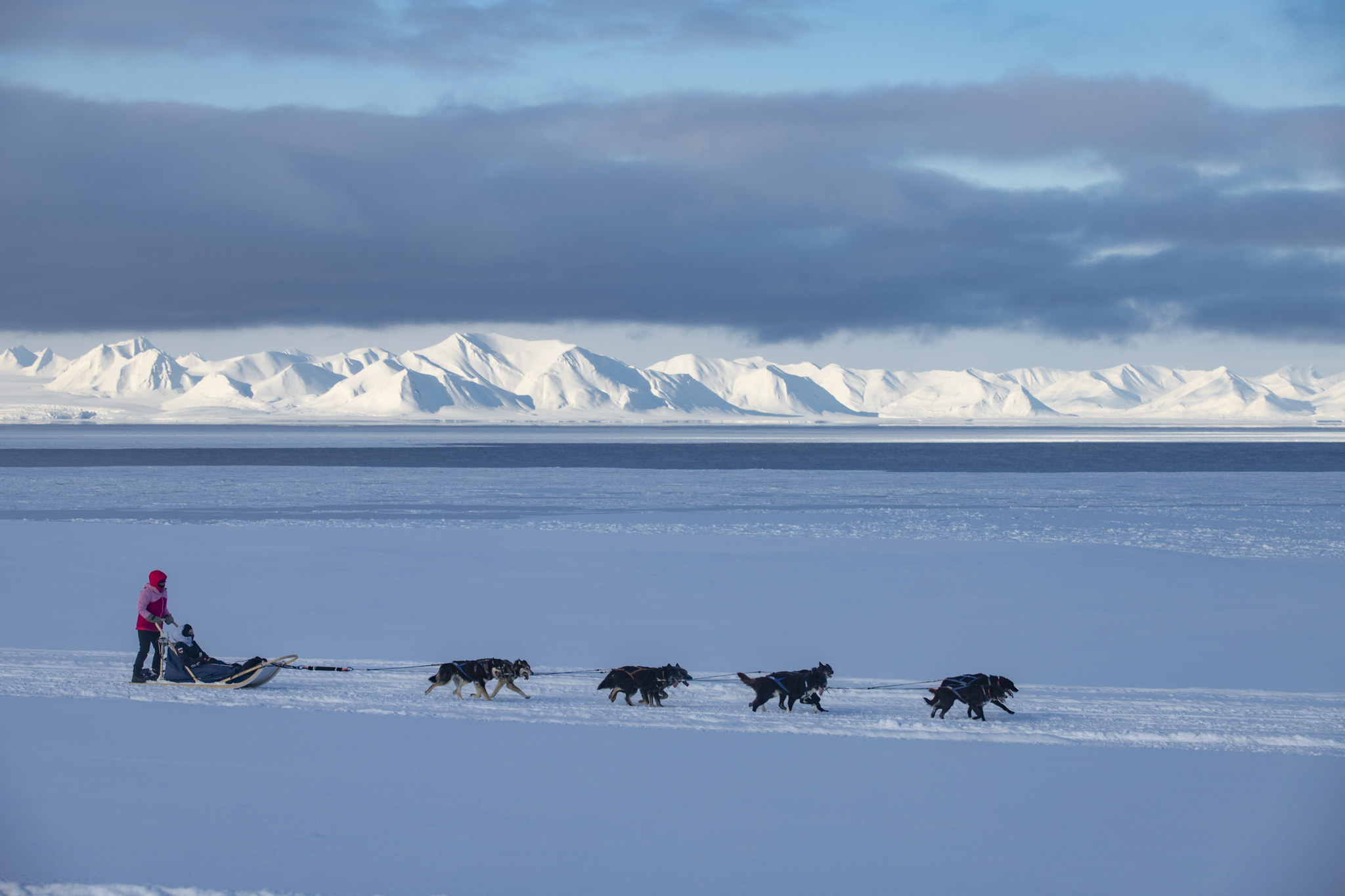 How do you come up with names for your dogs? - My, Dog, Puppies, Nursery, Spitsbergen, Arctic, Dog sled, Longpost