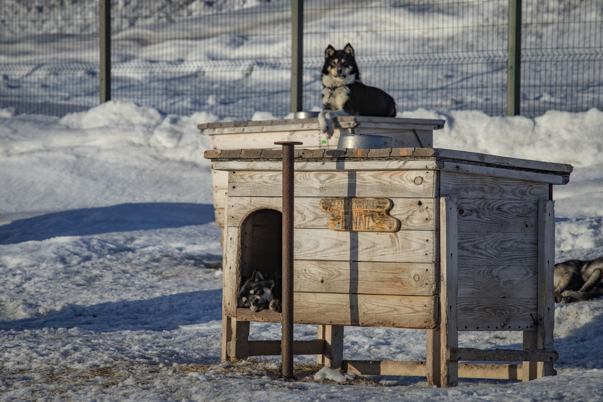 How do you come up with names for your dogs? - My, Dog, Puppies, Nursery, Spitsbergen, Arctic, Dog sled, Longpost