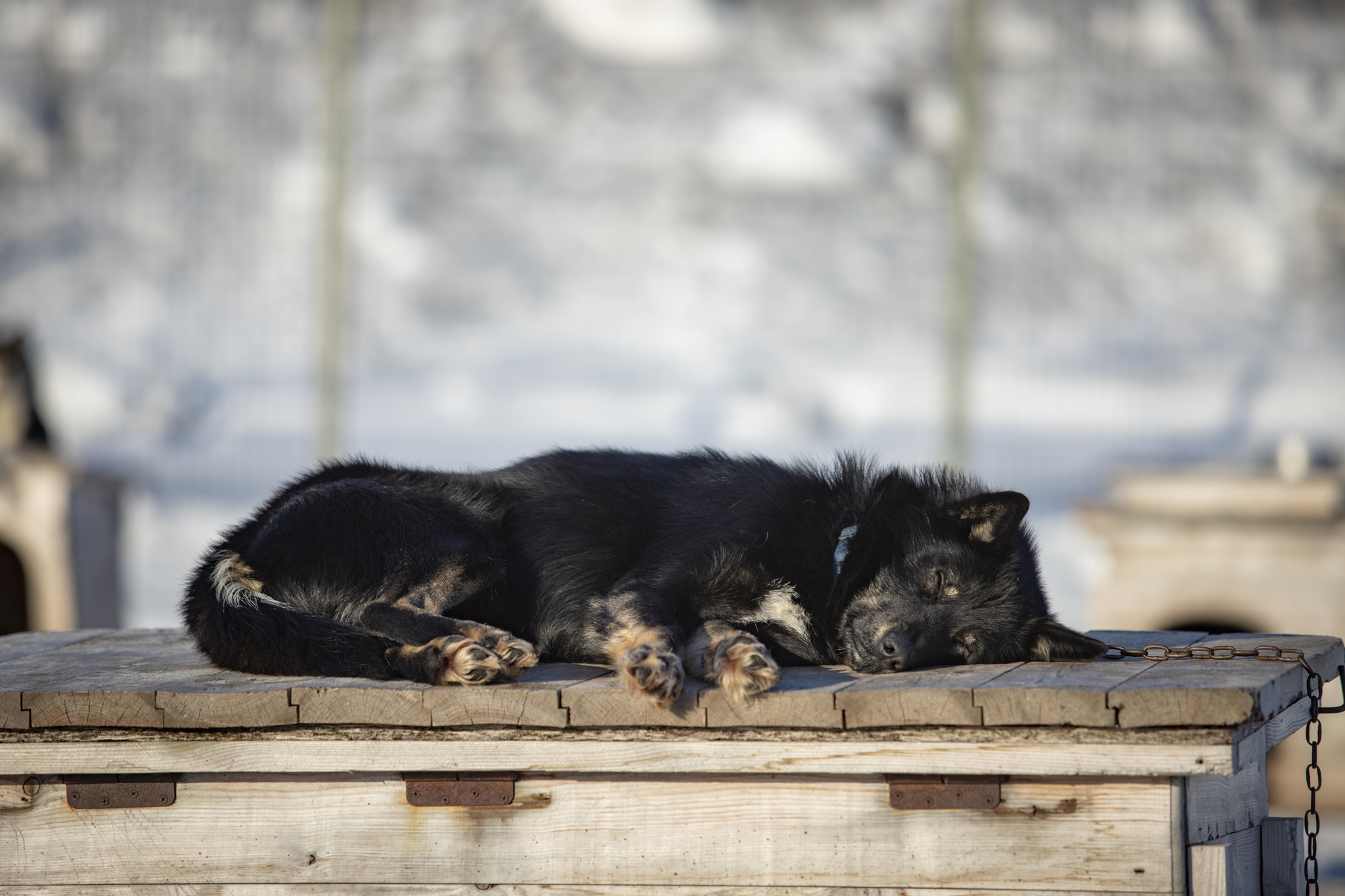 How do you come up with names for your dogs? - My, Dog, Puppies, Nursery, Spitsbergen, Arctic, Dog sled, Longpost