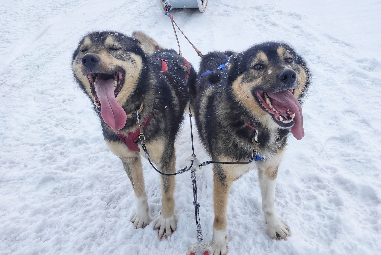 How do you come up with names for your dogs? - My, Dog, Puppies, Nursery, Spitsbergen, Arctic, Dog sled, Longpost