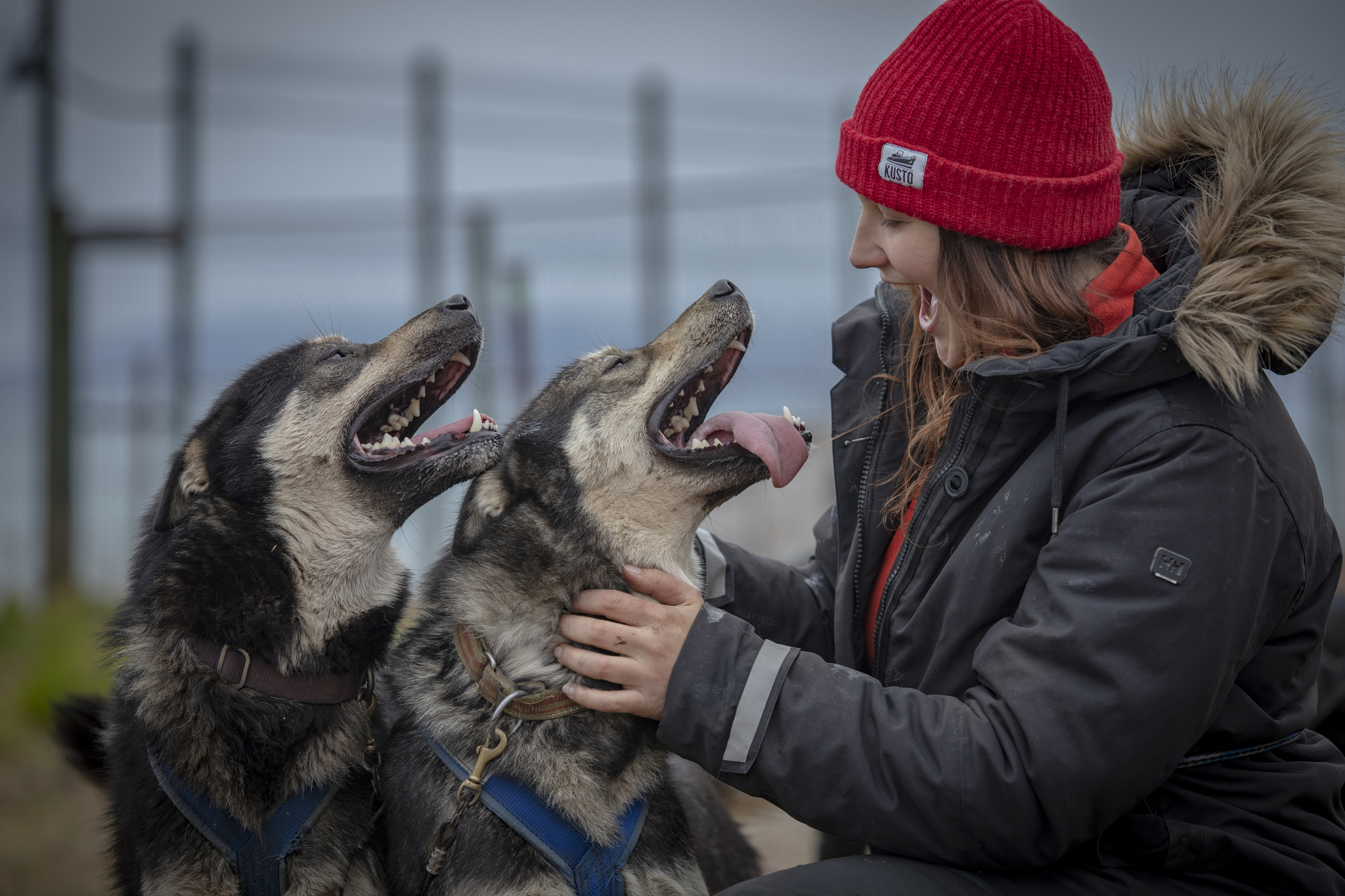 How do you come up with names for your dogs? - My, Dog, Puppies, Nursery, Spitsbergen, Arctic, Dog sled, Longpost