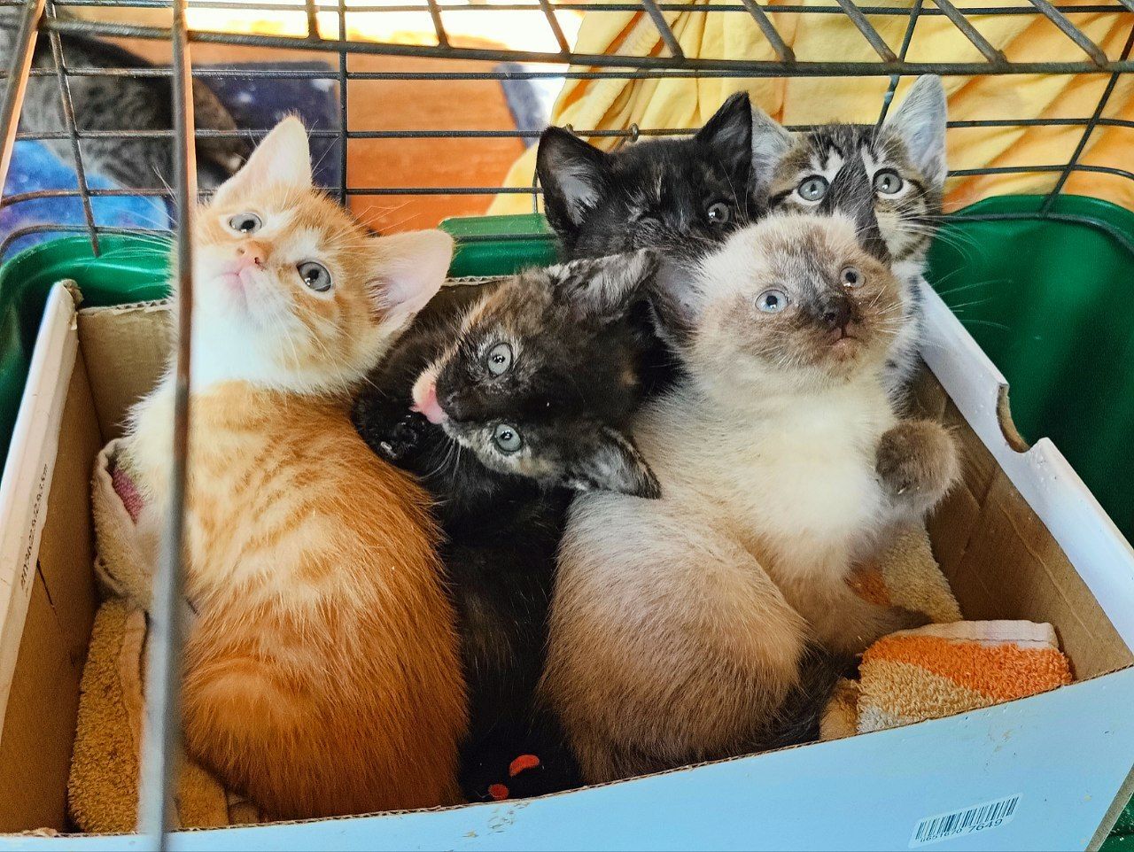 Hello everyone from the new 5 rescued kittens. The escapes stopped. The kittens finally started eating on their own - My, Animal Rescue, Tosno, Helping animals, cat, Kittens, Vertical video, Video, Longpost