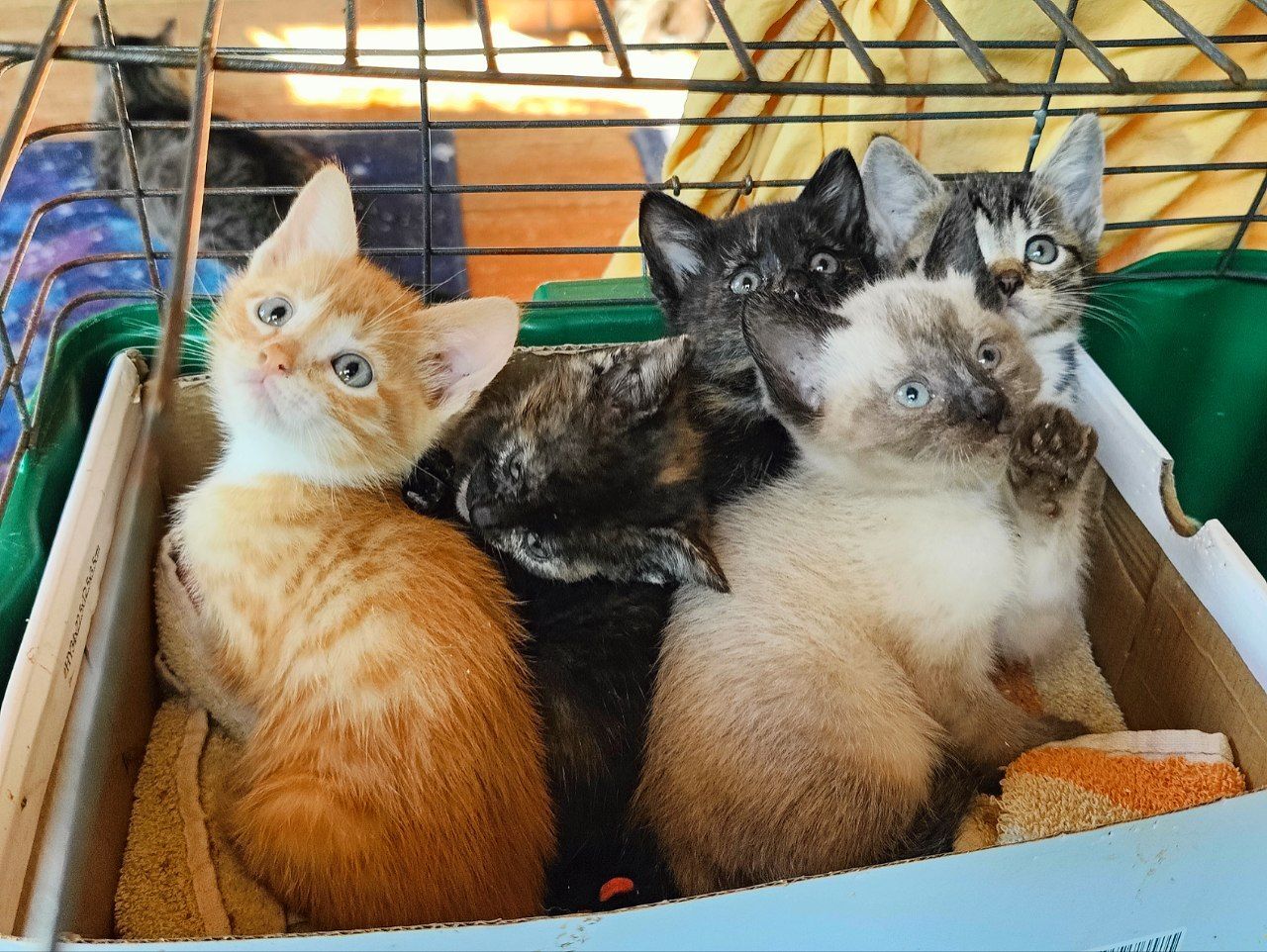 Hello everyone from the new 5 rescued kittens. The escapes stopped. The kittens finally started eating on their own - My, Animal Rescue, Tosno, Helping animals, cat, Kittens, Vertical video, Video, Longpost