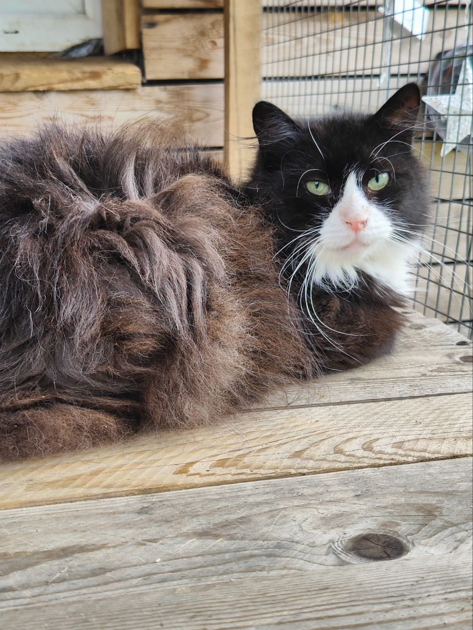 Greetings from my grandfather’s cat, whom I adopted in a strong minus 6 months ago from a magnet - My, cat, Dacha, Animal Rescue, Winter, Vertical video, Grandfather, Longpost