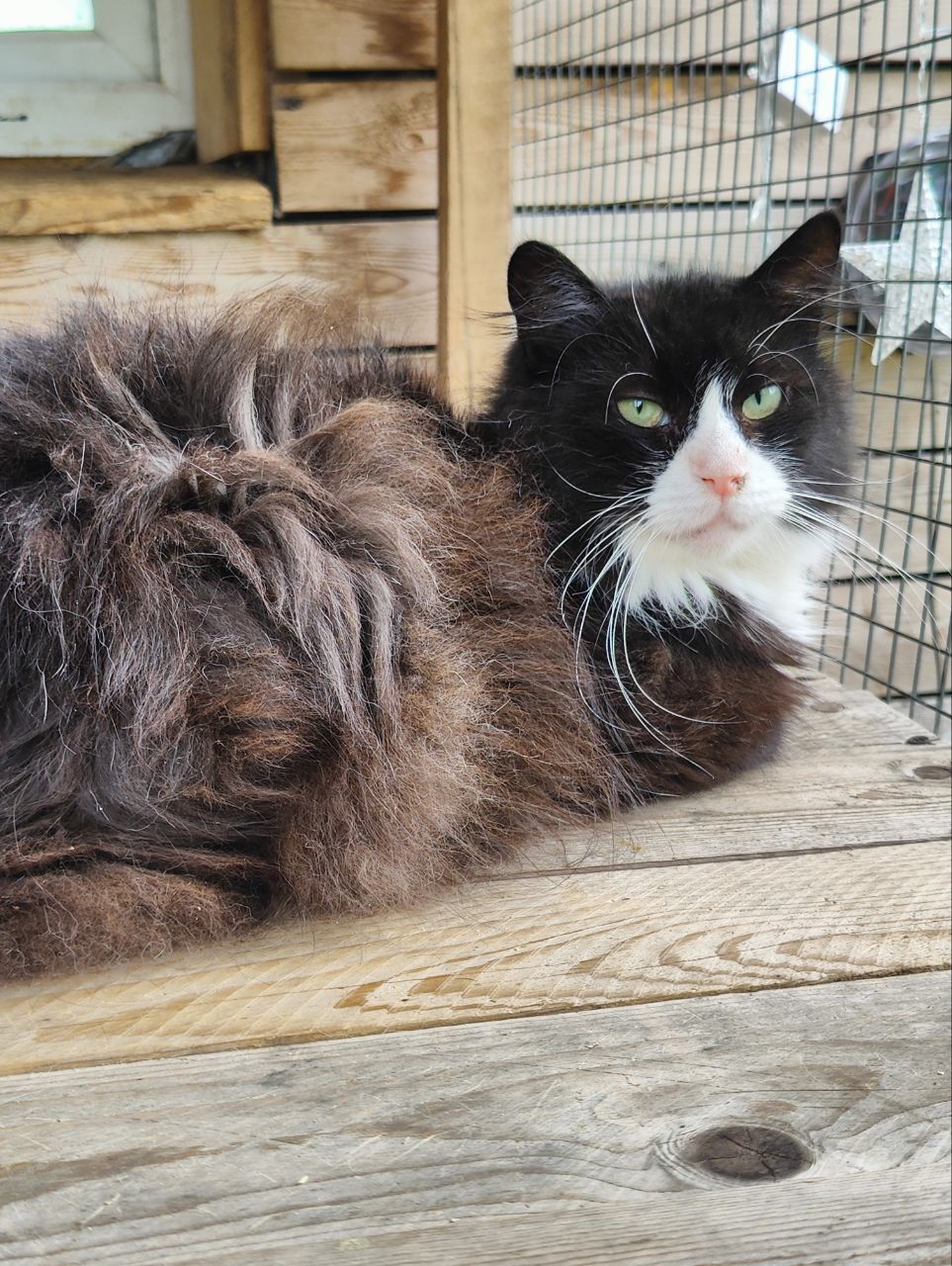 Greetings from my grandfather’s cat, whom I adopted in a strong minus 6 months ago from a magnet - My, cat, Dacha, Animal Rescue, Winter, Vertical video, Grandfather, Longpost