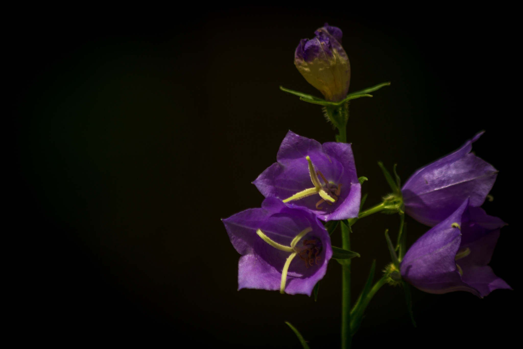 Bluebells are blooming - My, Flowers, Bells, Nature, wildlife, Forest, The photo, Longpost