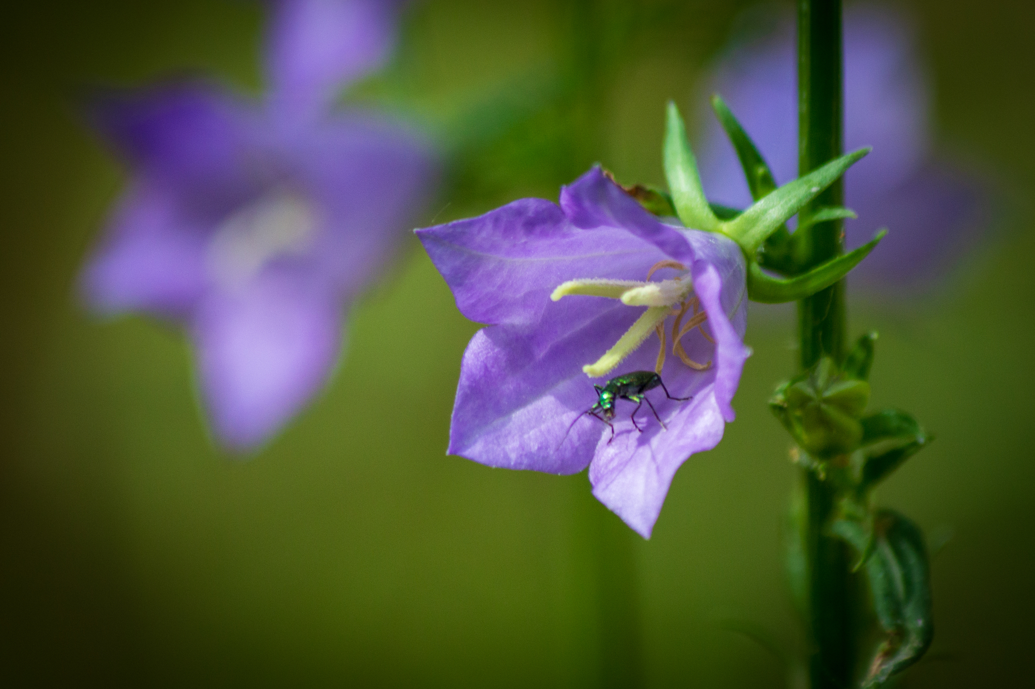 Bluebells are blooming - My, Flowers, Bells, Nature, wildlife, Forest, The photo, Longpost