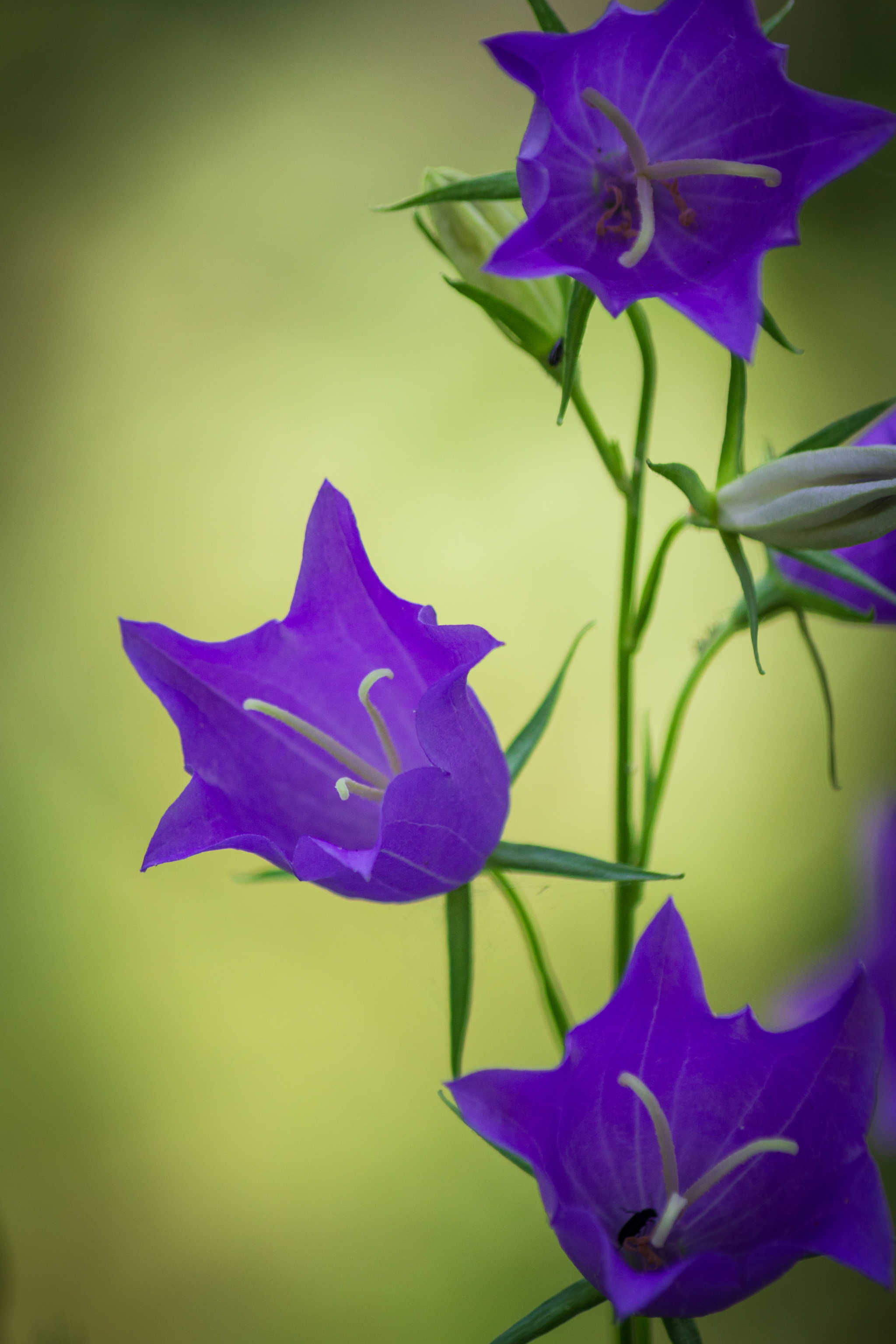 Bluebells are blooming - My, Flowers, Bells, Nature, wildlife, Forest, The photo, Longpost