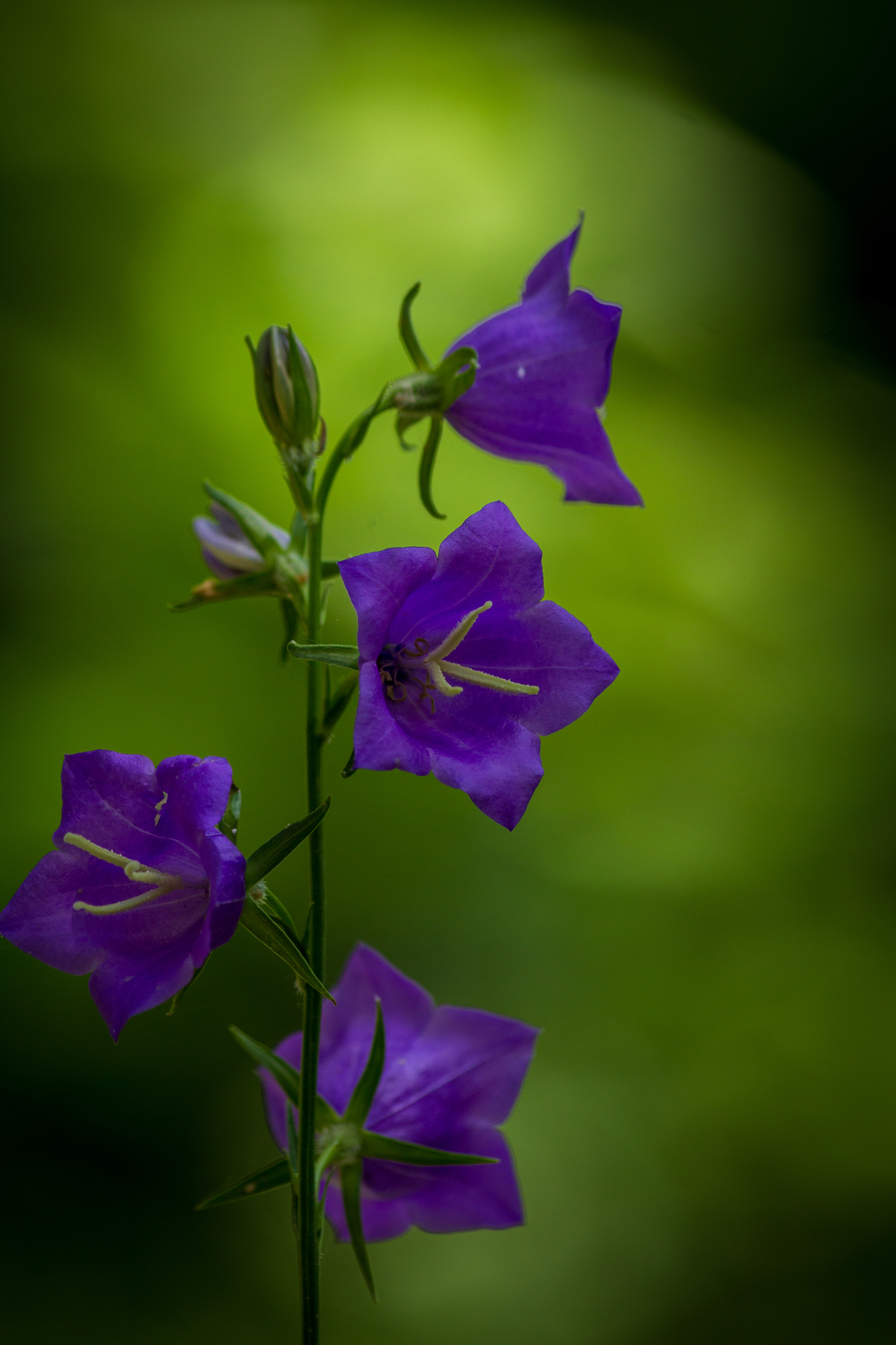 Bluebells are blooming - My, Flowers, Bells, Nature, wildlife, Forest, The photo, Longpost