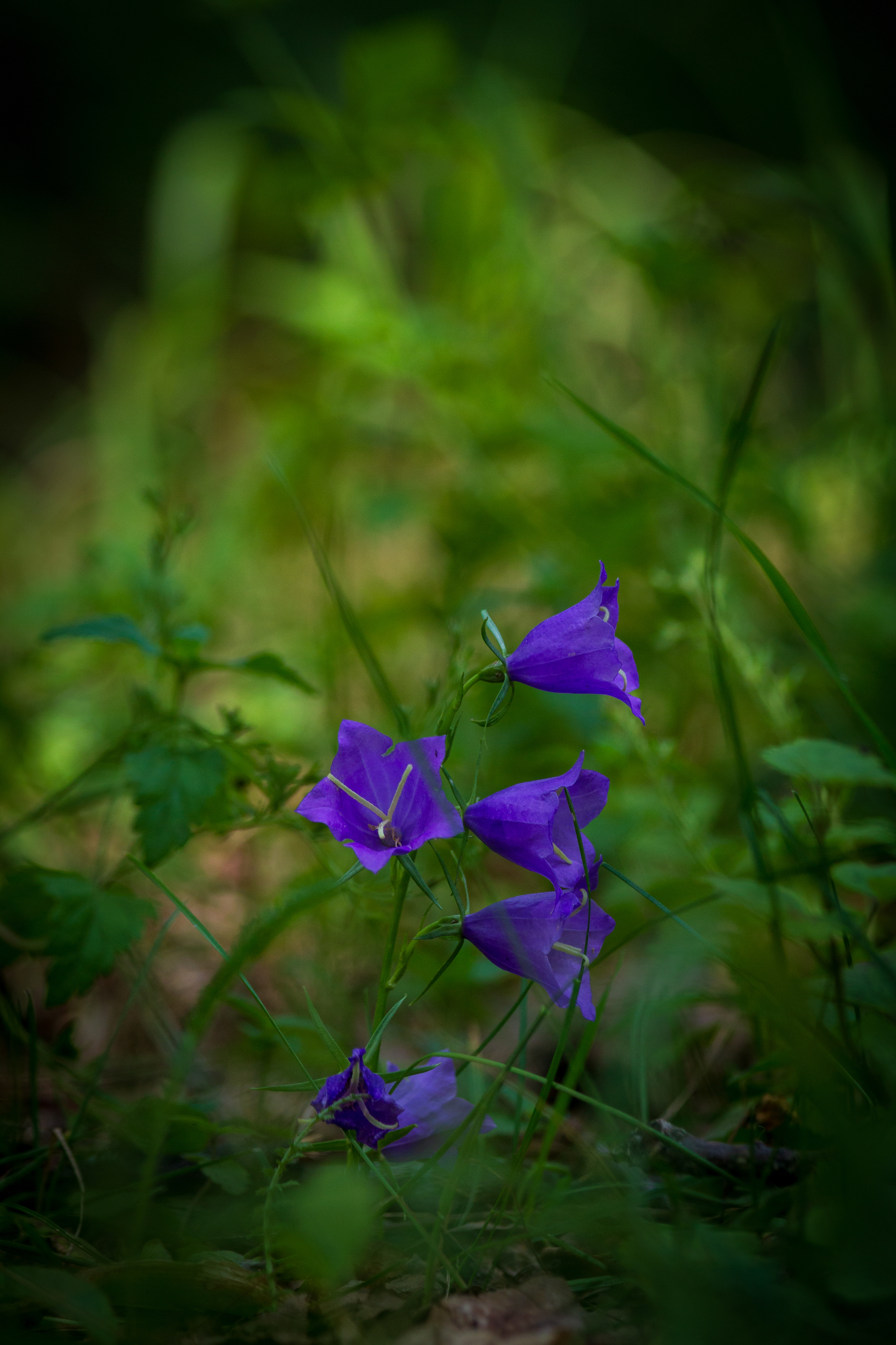 Bluebells are blooming - My, Flowers, Bells, Nature, wildlife, Forest, The photo, Longpost