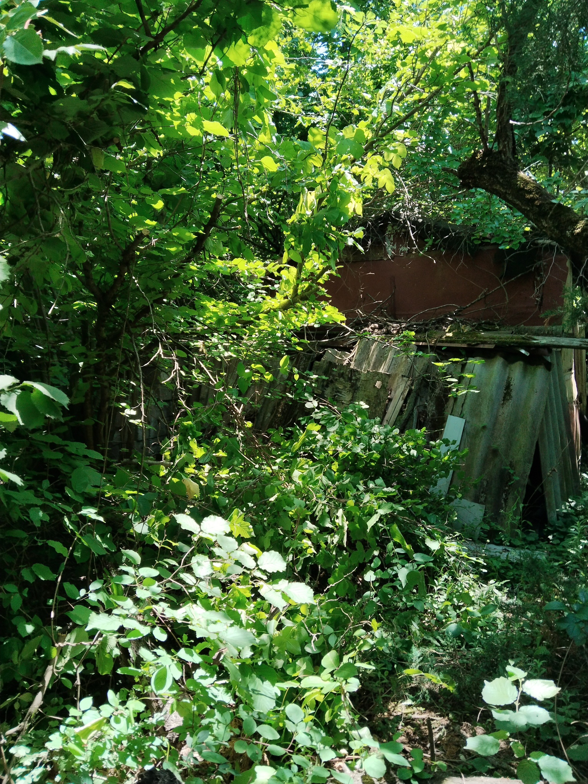 Saturday in an abandoned dacha or the aesthetics of it... - My, Dacha, SNT, Nature, The nature of Russia, Summer, Longpost