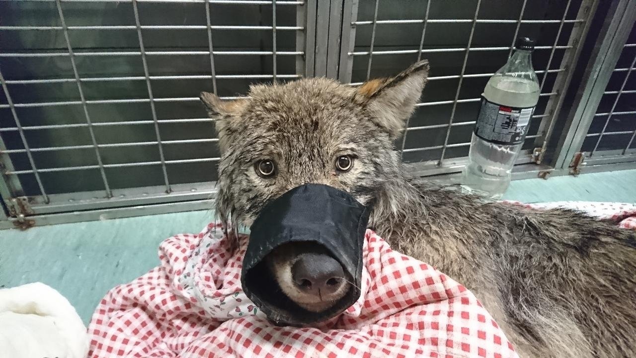 A story with a good ending - Wolf, Animals, Wild animals, Estonia, Longpost, Animal Rescue, The photo