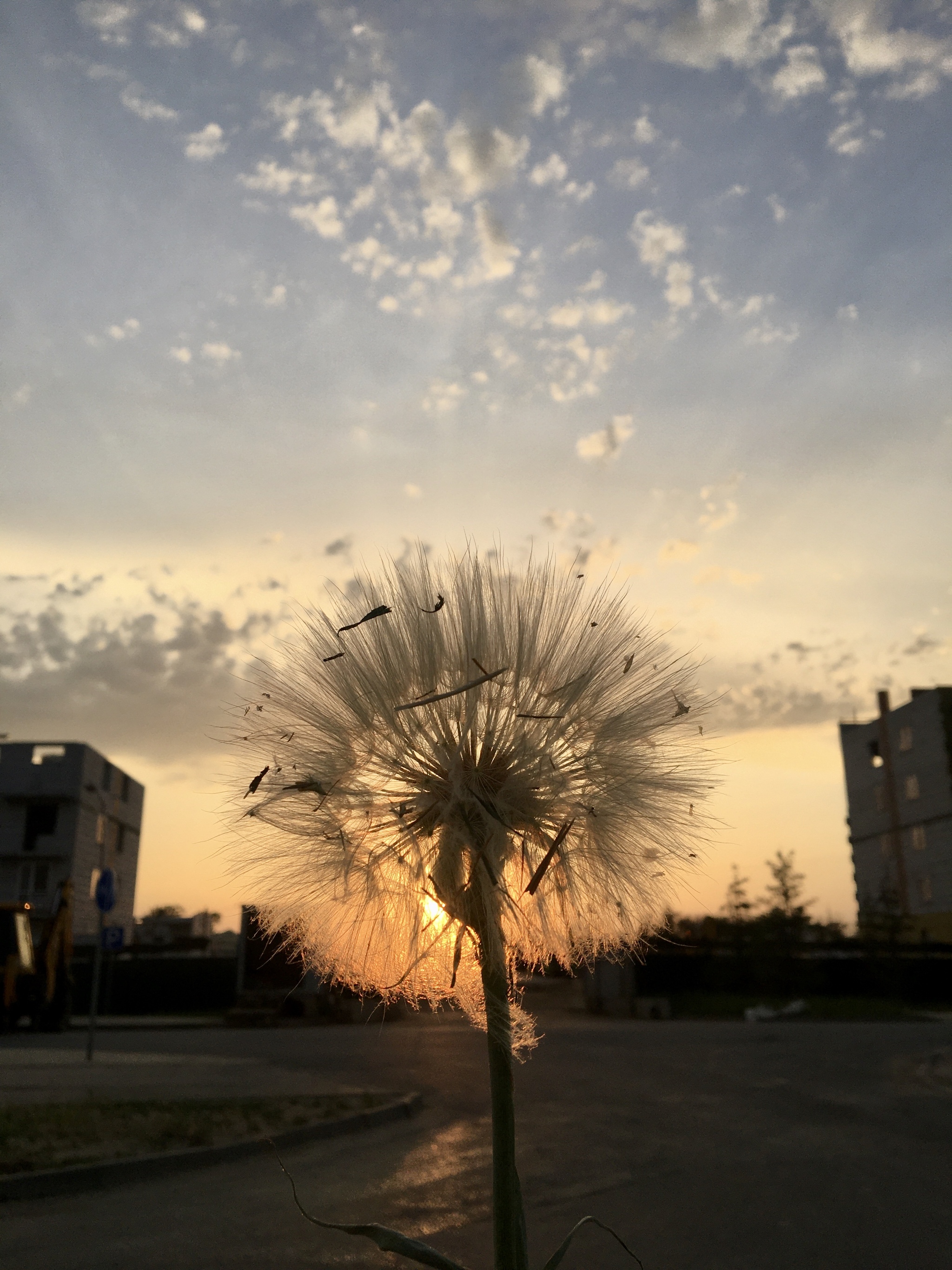 And weeds can be beautiful - My, beauty, Photo on sneaker, Nature, Sunset, Clouds, Longpost, Salsify