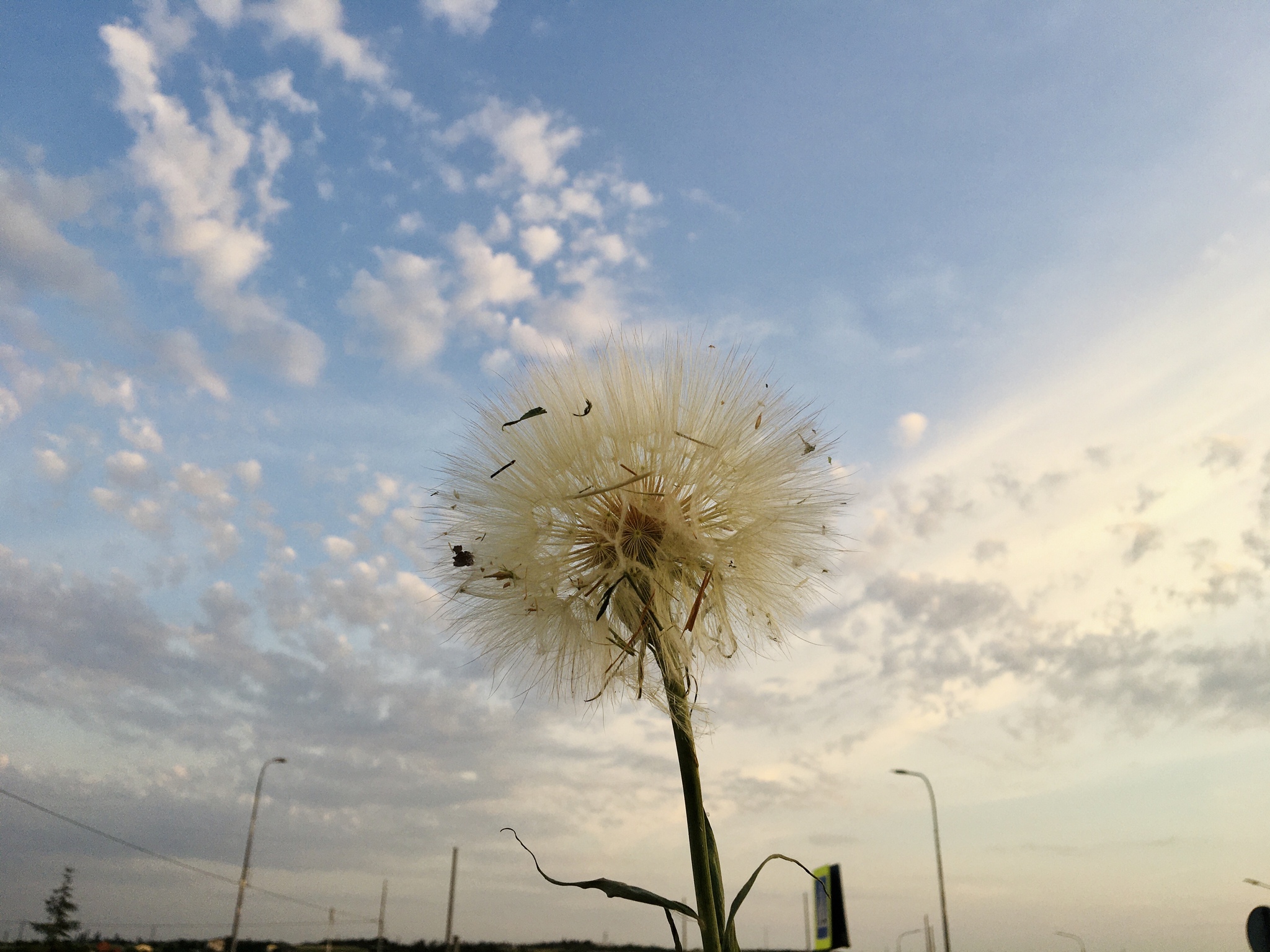 And weeds can be beautiful - My, beauty, Photo on sneaker, Nature, Sunset, Clouds, Longpost, Salsify