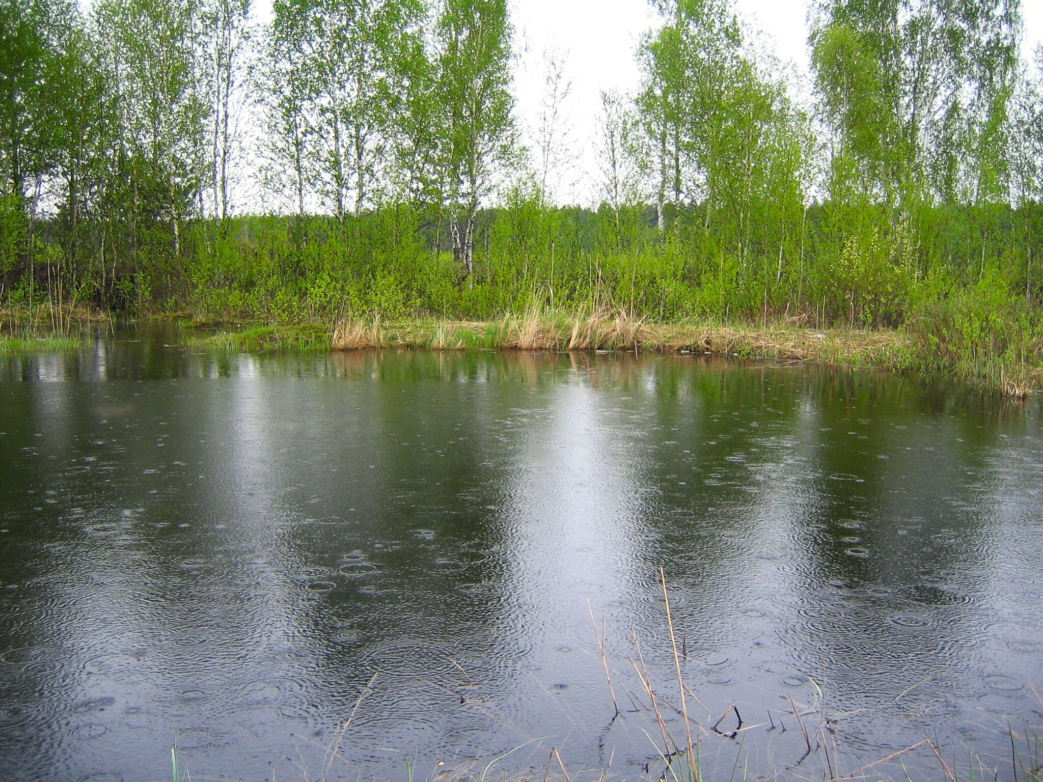 Весенний дождь - Моё, Фотография, Прогулка, Пейзаж, Весна, Пруд, Дождь