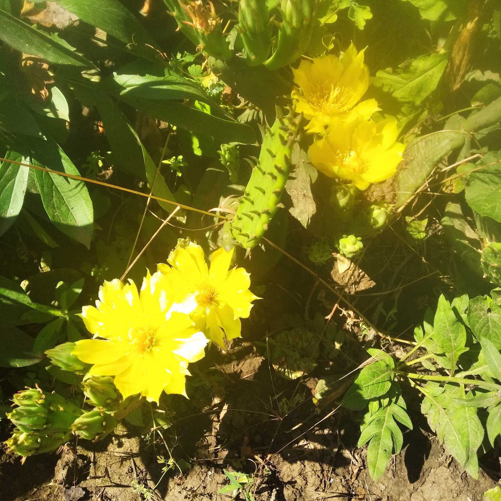 Cactus blossomed - Cactus, Blooming cacti, Longpost, The photo