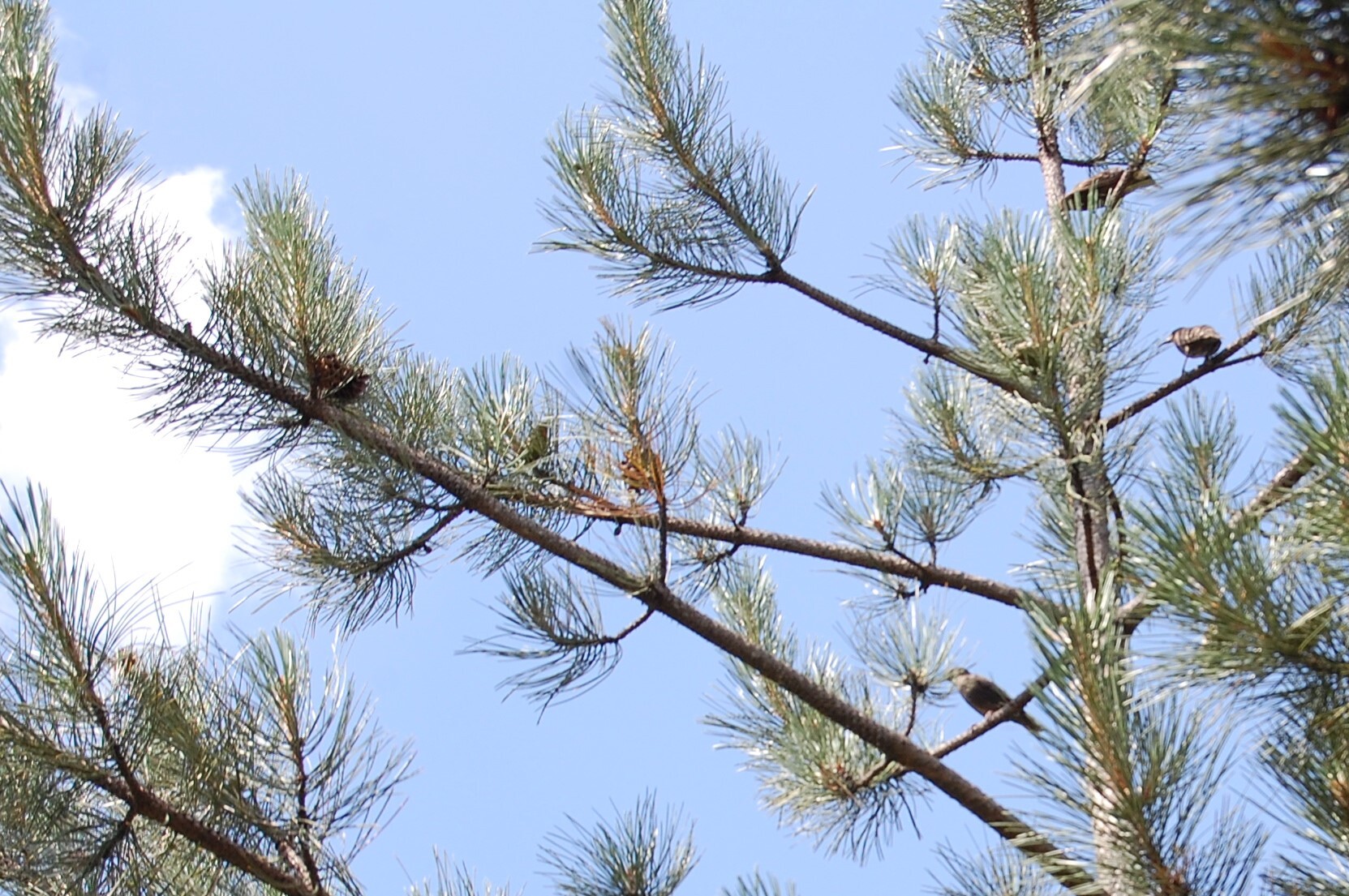 Pine :) - My, The photo, Plants, Birds, Sky, Tree, Starling, Morning