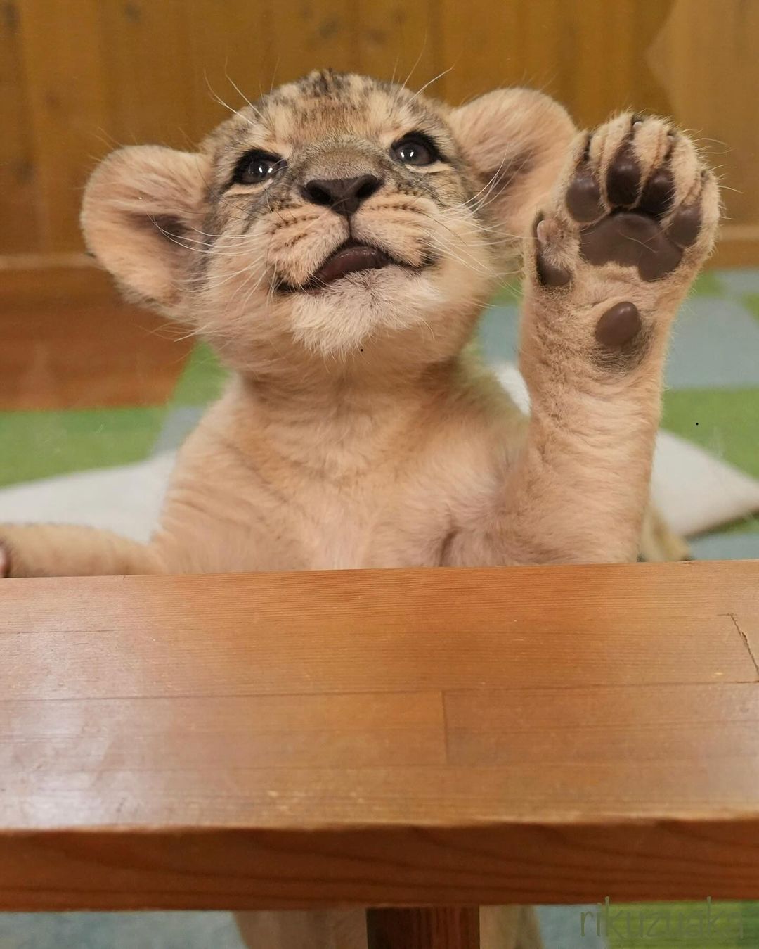 Practicing the greeting - Lion cubs, a lion, Big cats, Cat family, Predatory animals, Wild animals, Zoo, Paws, The photo, Longpost, Cat pads, Milota