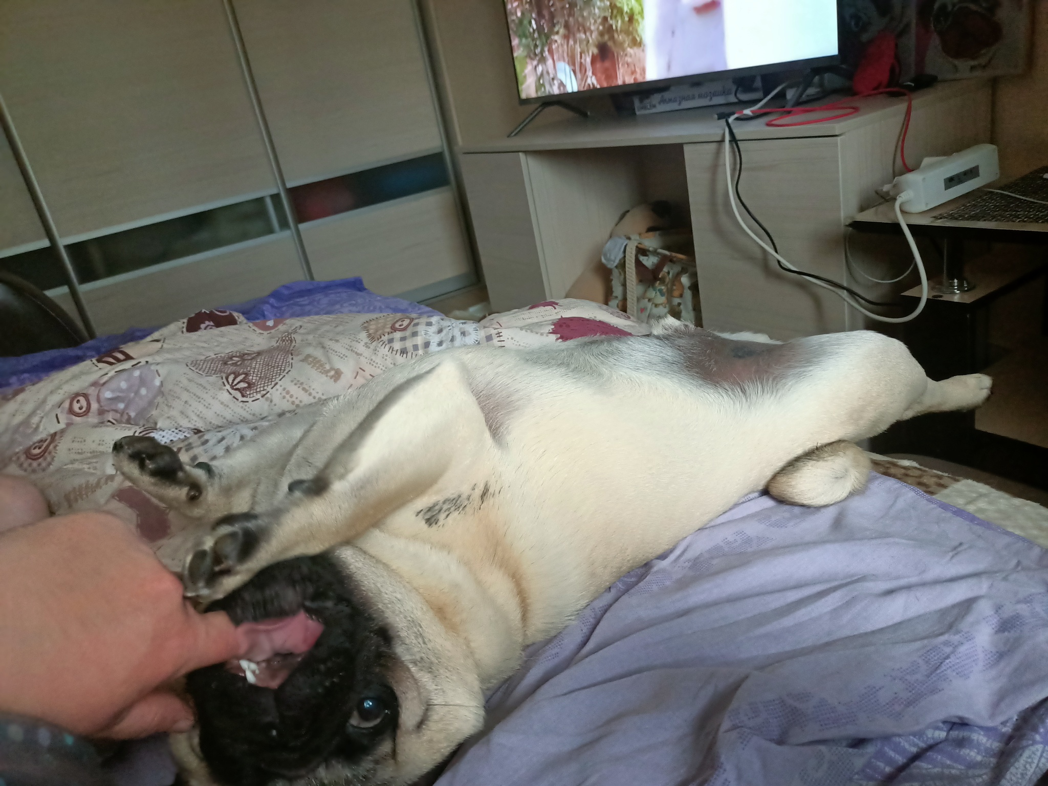 How I spend my weekends - My, Pug, Dog